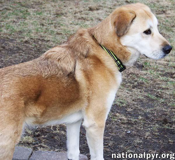 Sandi in NJ - Smart & Playful Girl!, a Adoptable mixed breed in Highland Lakes, NJ image 3/4