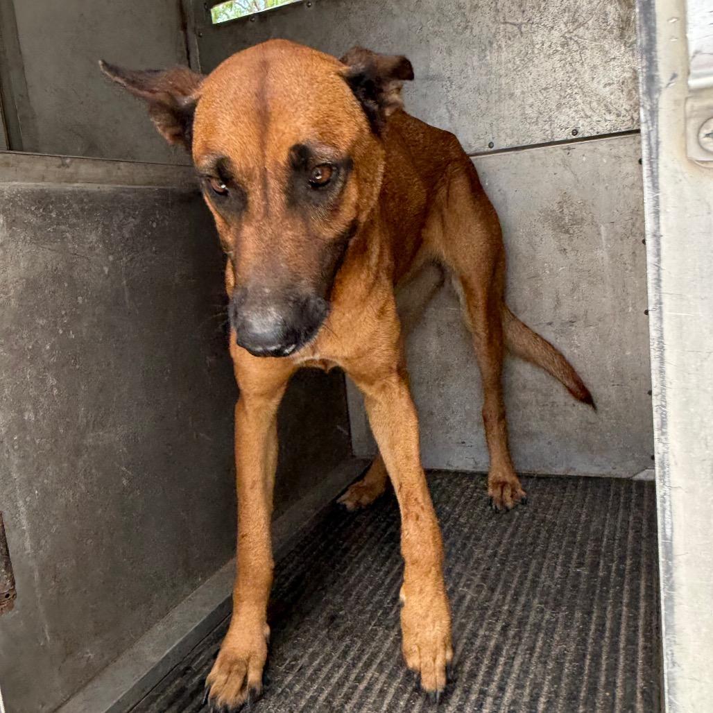 Rhobelle thumbnail 2