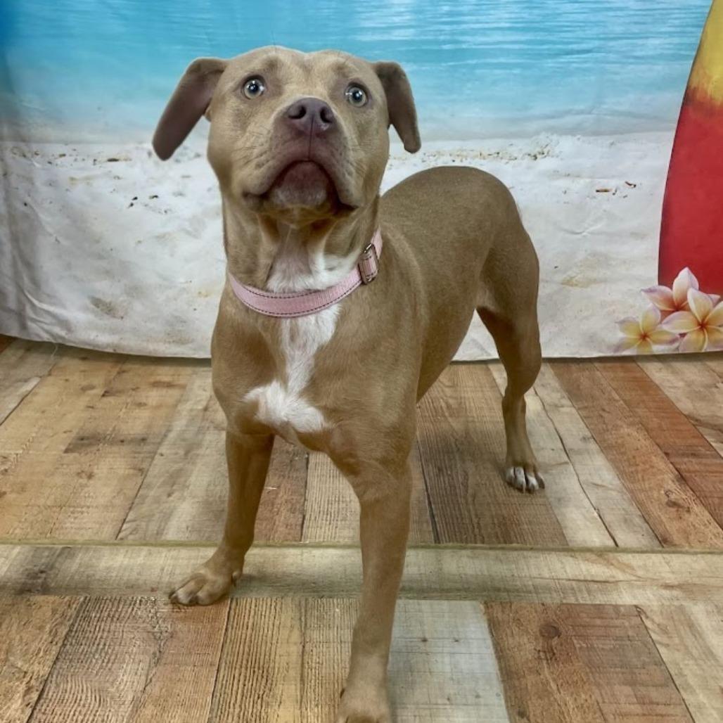 Catherine Zeta Bones, a Adoptable mixed breed in East Saint Louis, IL image 1/4