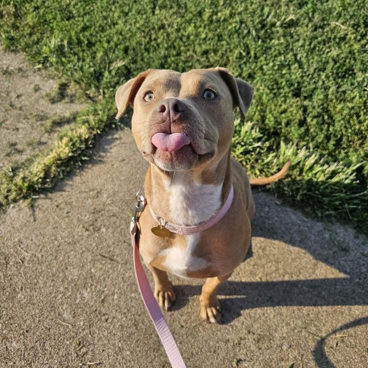 Catherine Zeta Bones, a Adoptable mixed breed in East Saint Louis, IL image 2/4