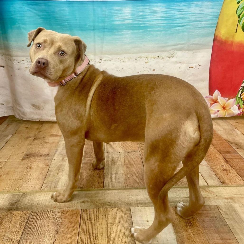 Catherine Zeta Bones, a Adoptable mixed breed in East Saint Louis, IL image 3/4