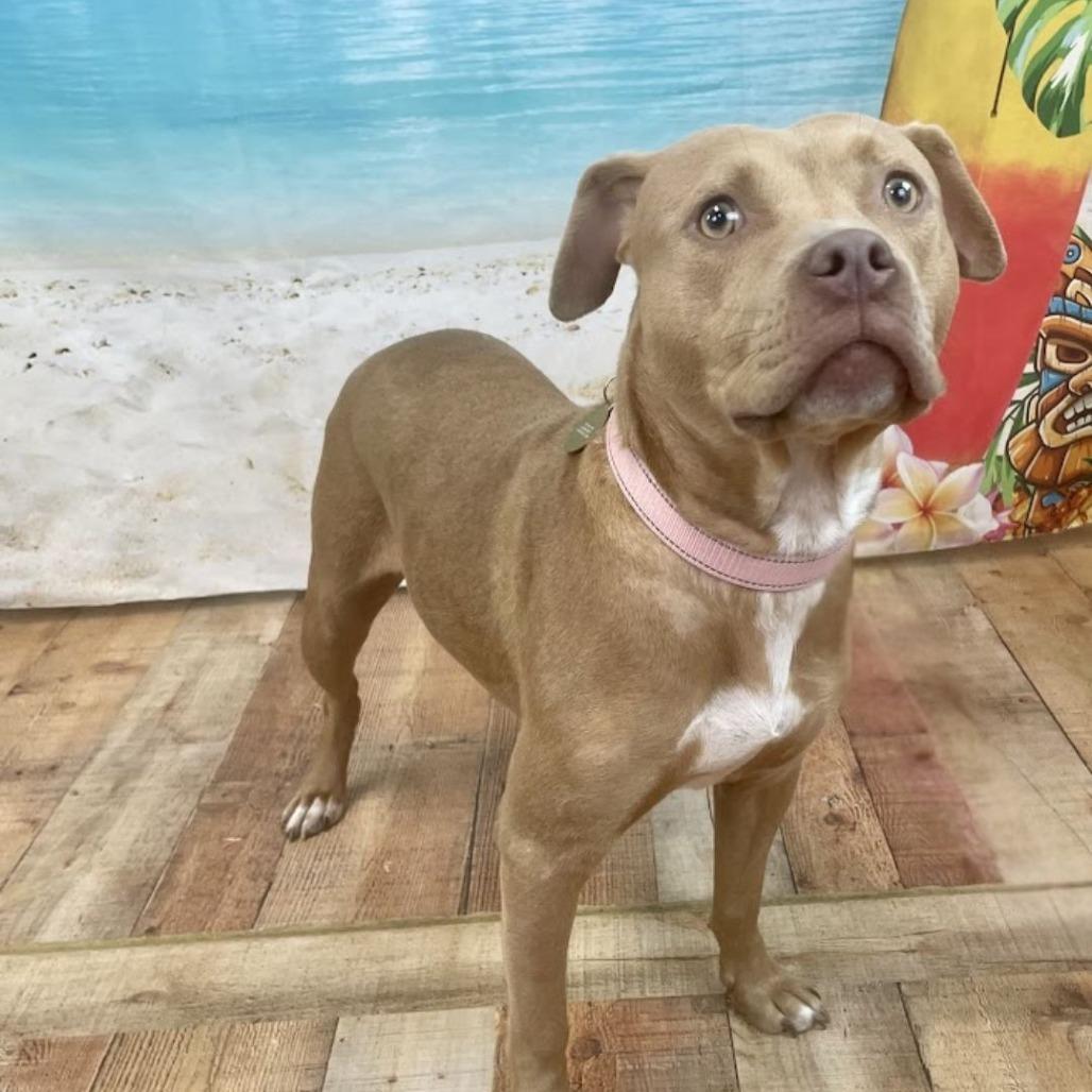 Catherine Zeta Bones, a Adoptable mixed breed in East Saint Louis, IL image 4/4