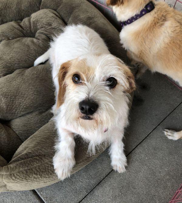 Enlarge COCO, a Adopted mixed breed in Van Nuys, CA image 1/6
