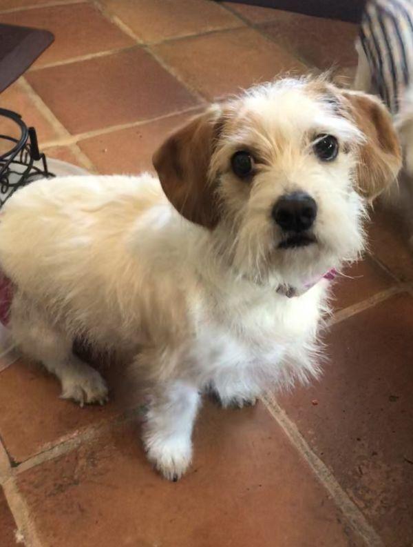 Enlarge COCO, a Adopted mixed breed in Van Nuys, CA image 2/6