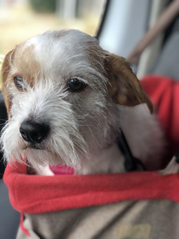 Enlarge COCO, a Adopted mixed breed in Van Nuys, CA image 4/6