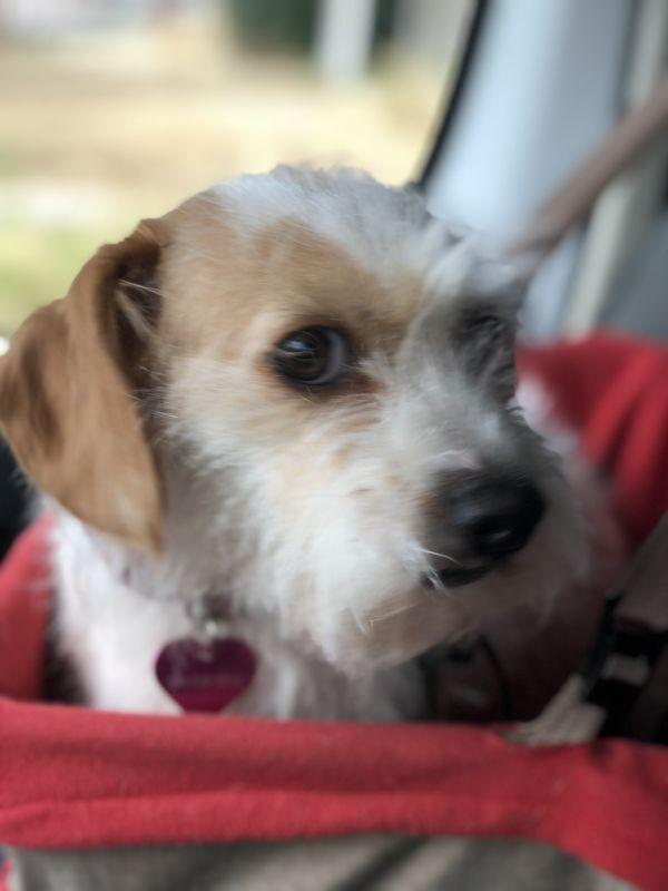 Enlarge COCO, a Adopted mixed breed in Van Nuys, CA image 5/6