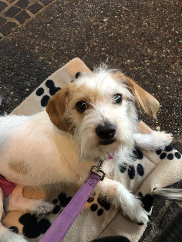 Enlarge COCO, a Adopted mixed breed in Van Nuys, CA image 6/6