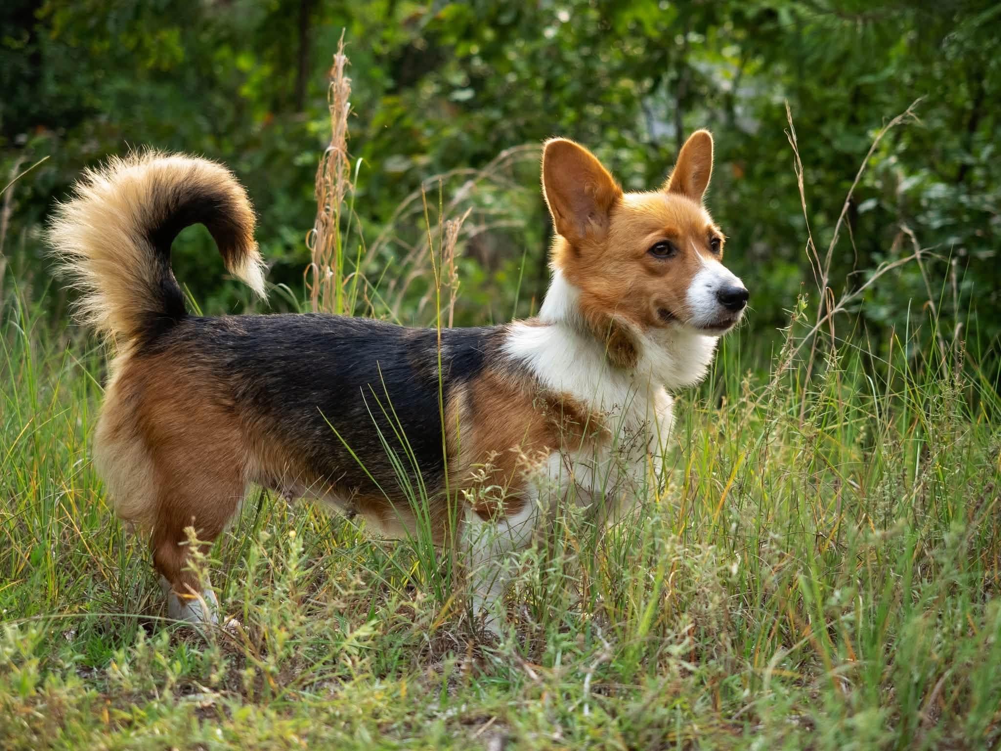 Maggie, Adoptable, Adult Female Corgi.