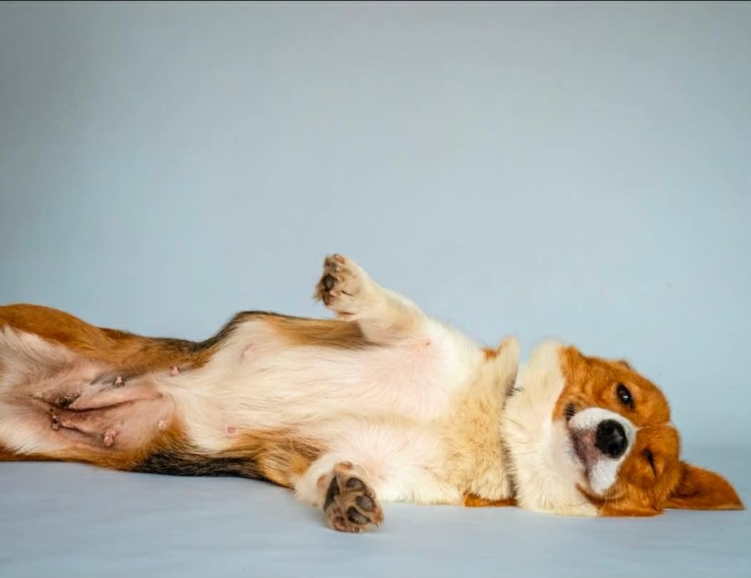 Maggie, a Adoptable Corgi in Aiken, SC image 2/3