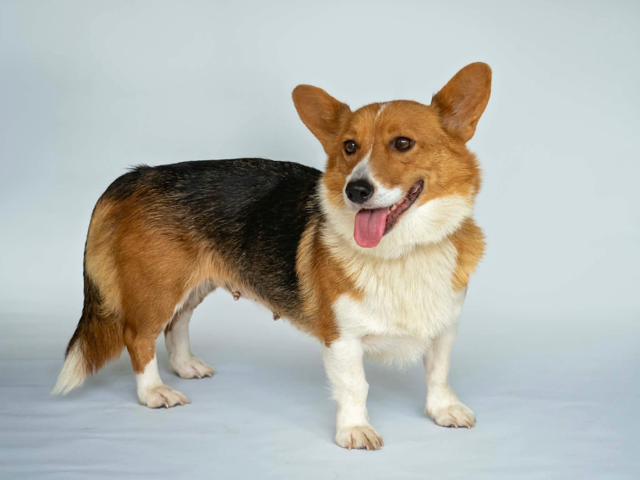 Maggie, a Adoptable Corgi in Aiken, SC image 3/3