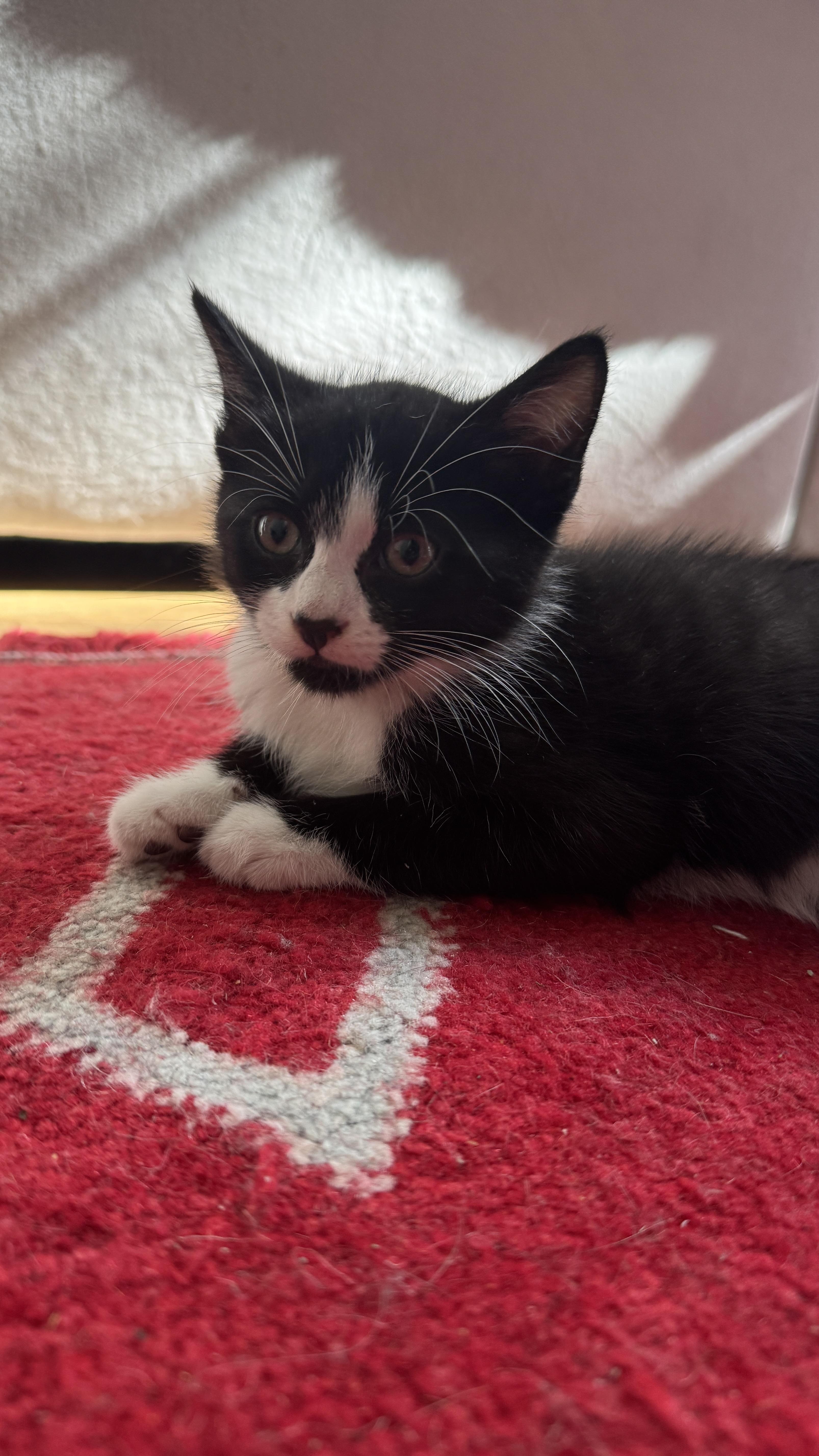 Enlarge Basalt, a Adoptable Domestic Short Hair in Brooklyn, NY image 5/5