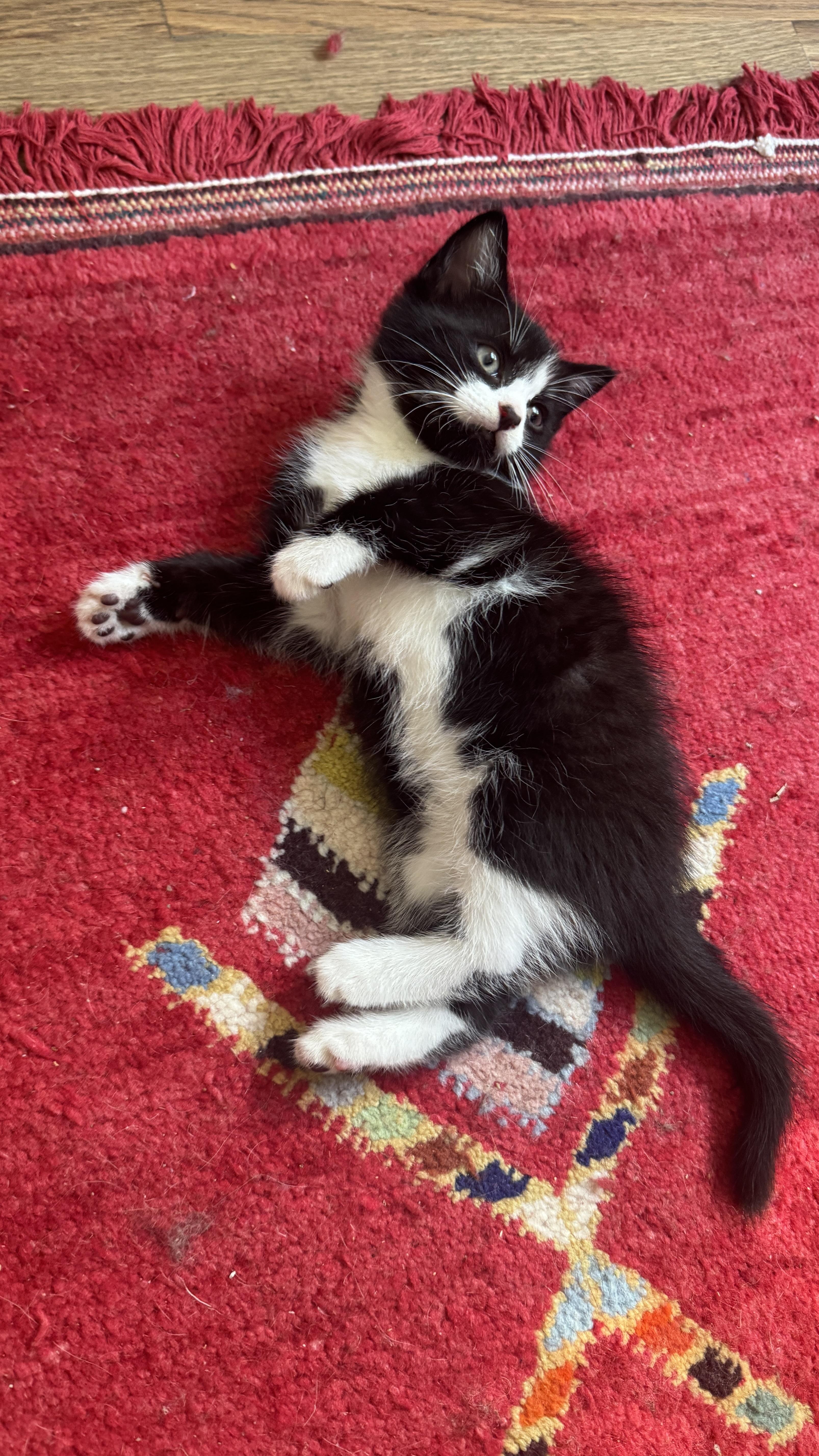 Basalt, Adoptable, Kitten Male Domestic Short Hair.