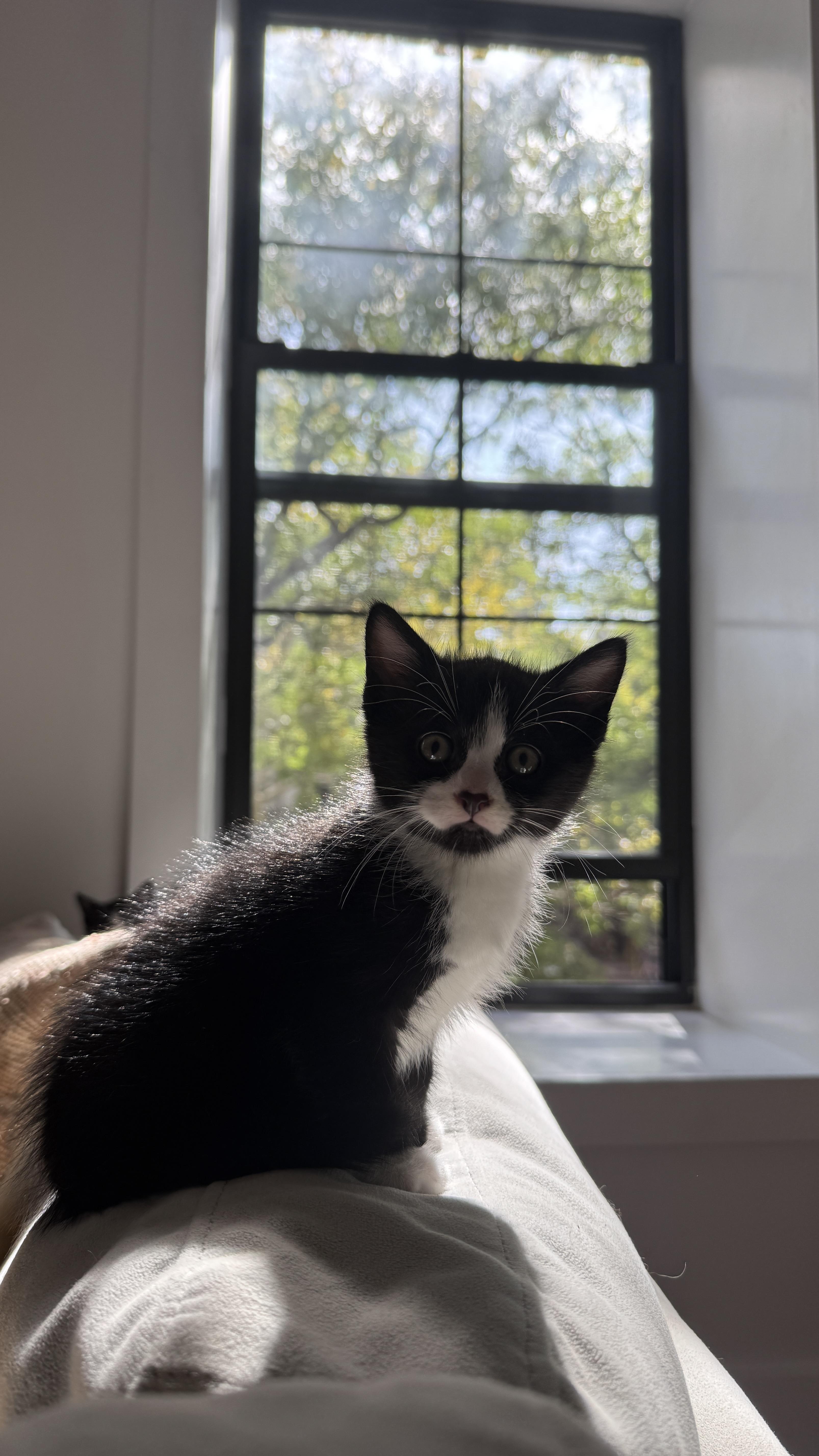 Enlarge Basalt, a Adoptable Domestic Short Hair in Brooklyn, NY image 4/5