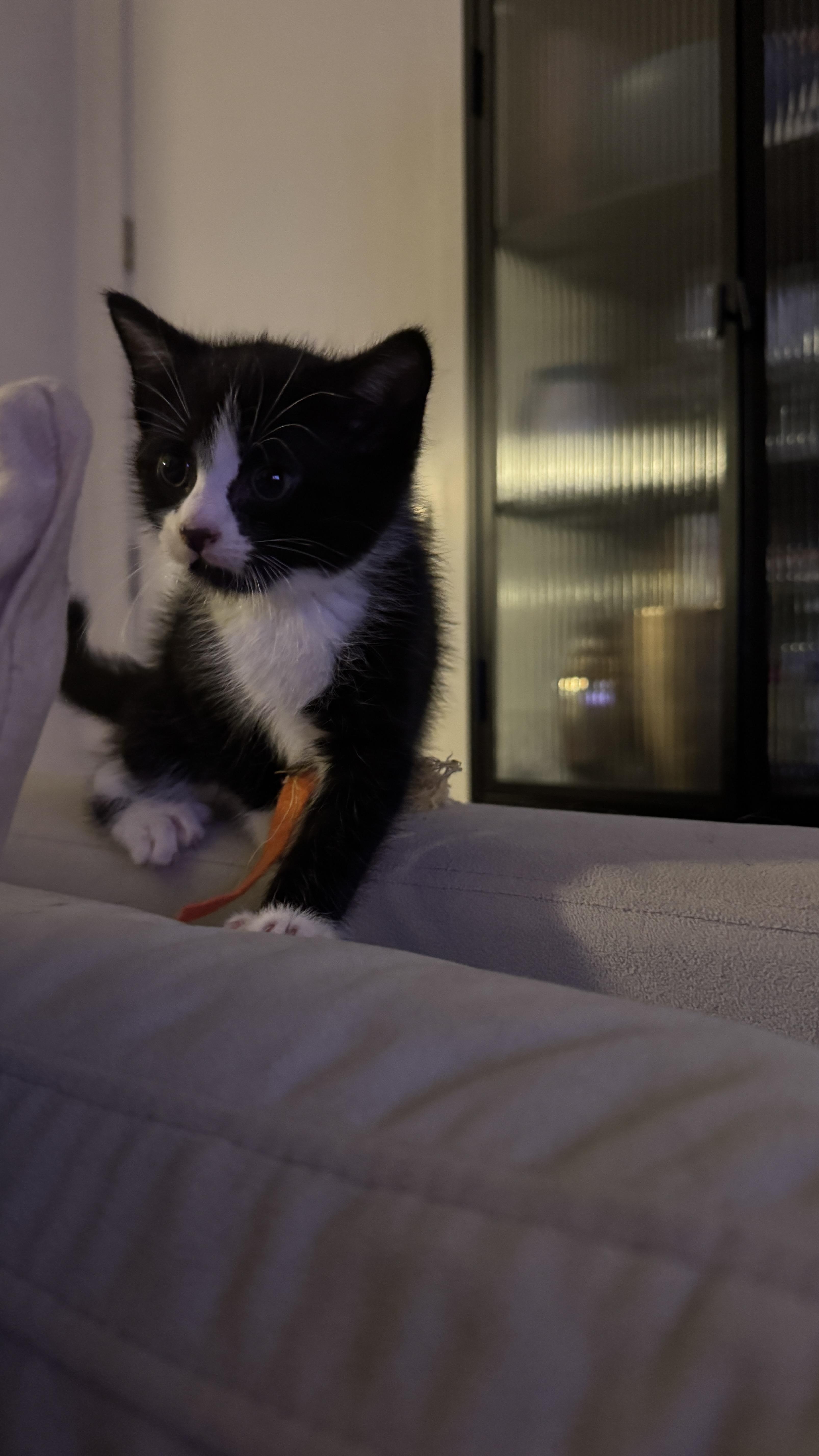 Enlarge Basalt, a Adoptable Domestic Short Hair in Brooklyn, NY image 3/5