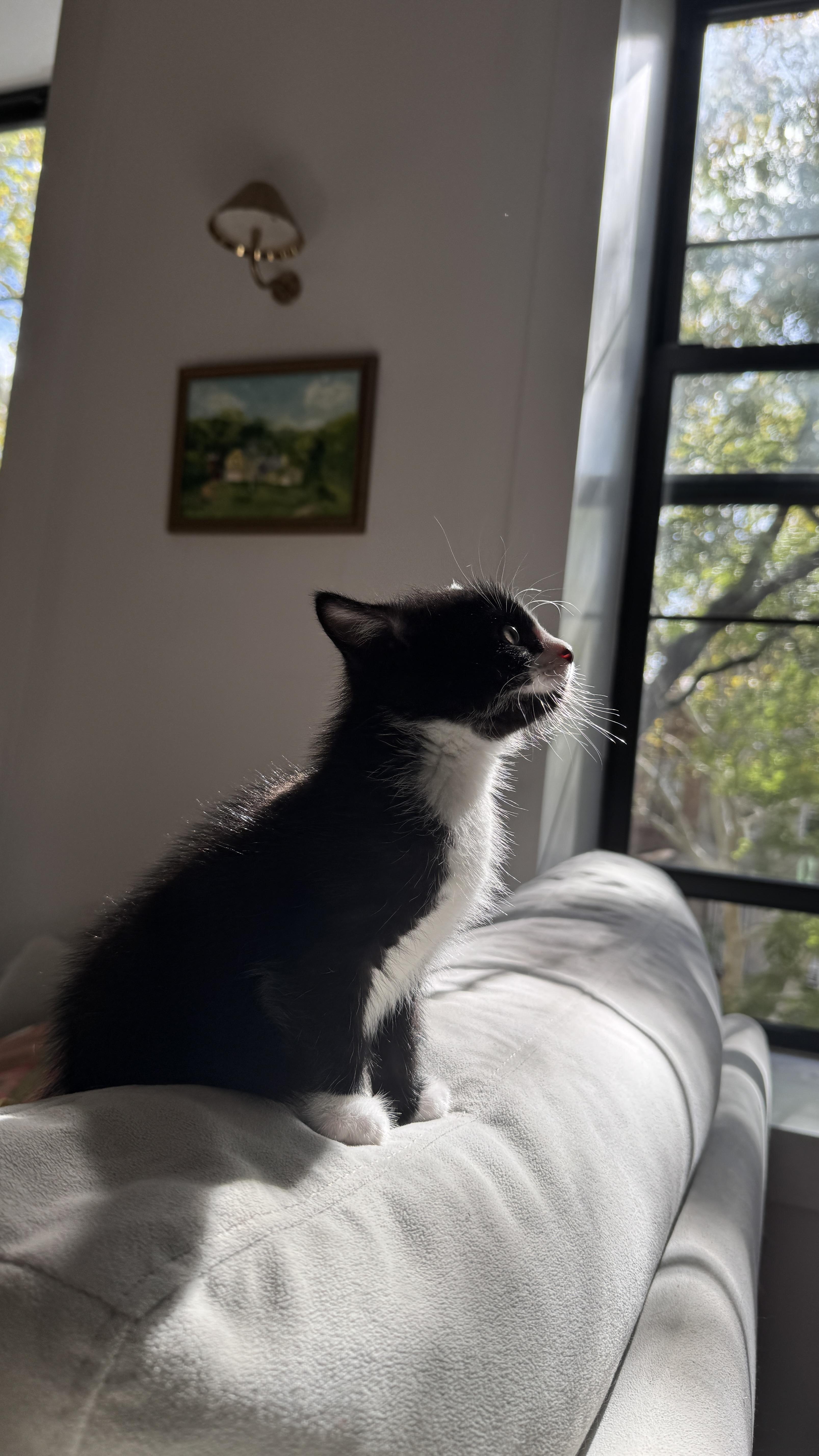 Enlarge Basalt, a Adoptable Domestic Short Hair in Brooklyn, NY image 2/5