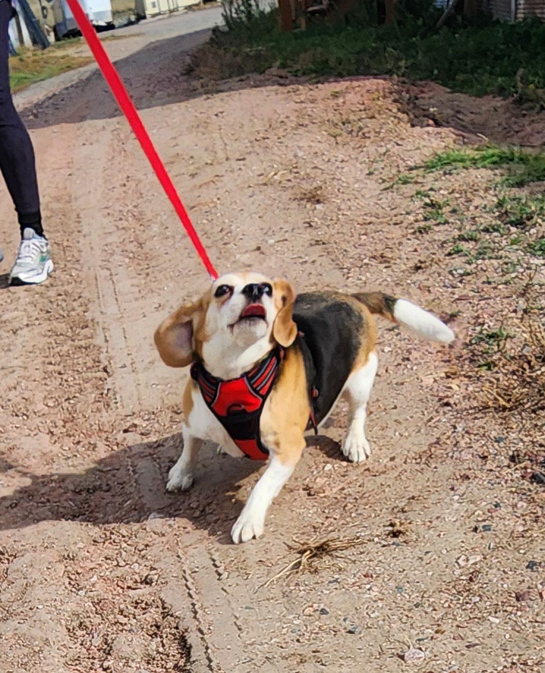 Catalina, an adoptable Beagle in Hartville, WY, 82215 | Photo Image 2