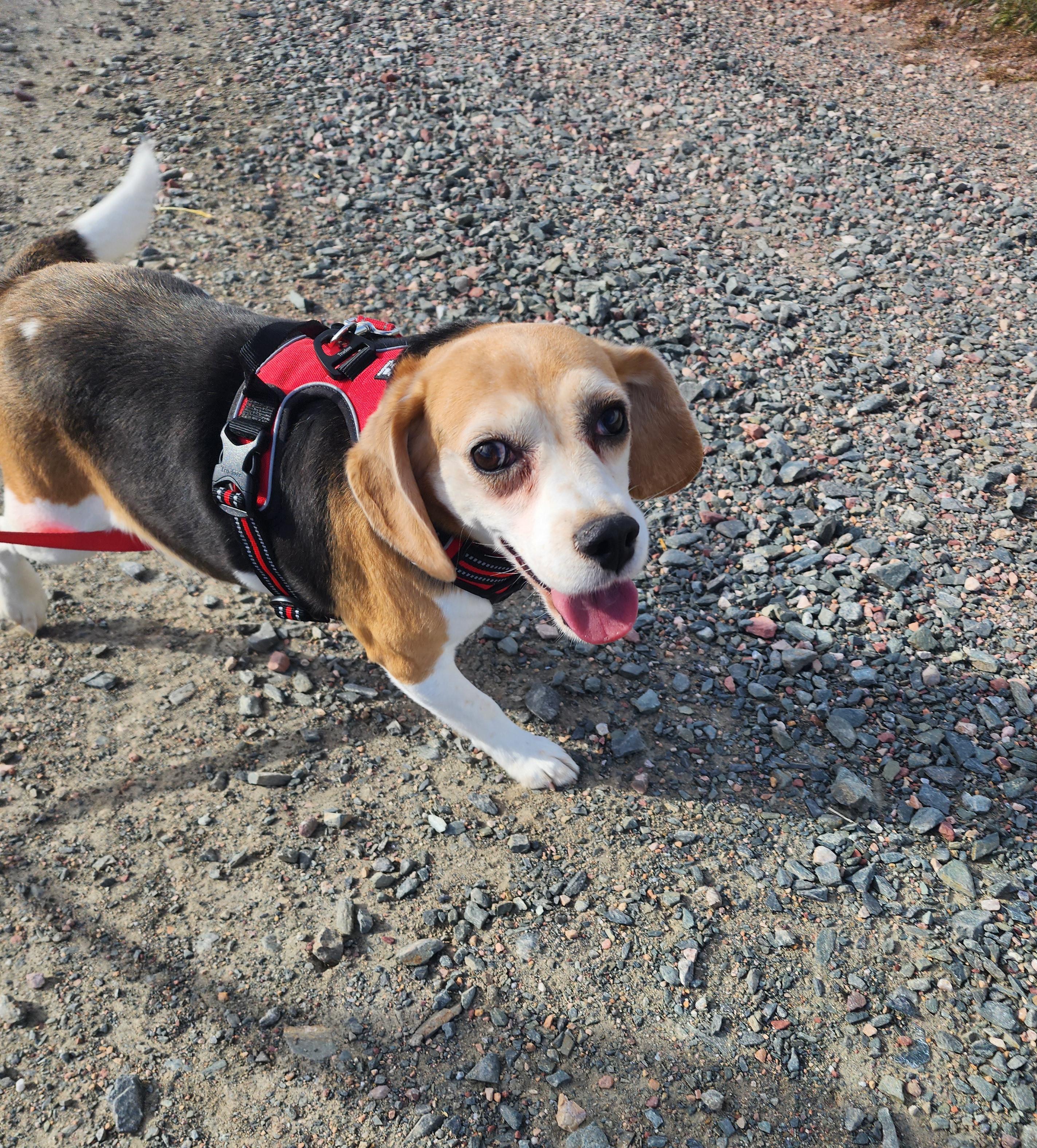 Catalina, an adoptable Beagle in Hartville, WY, 82215 | Photo Image 3