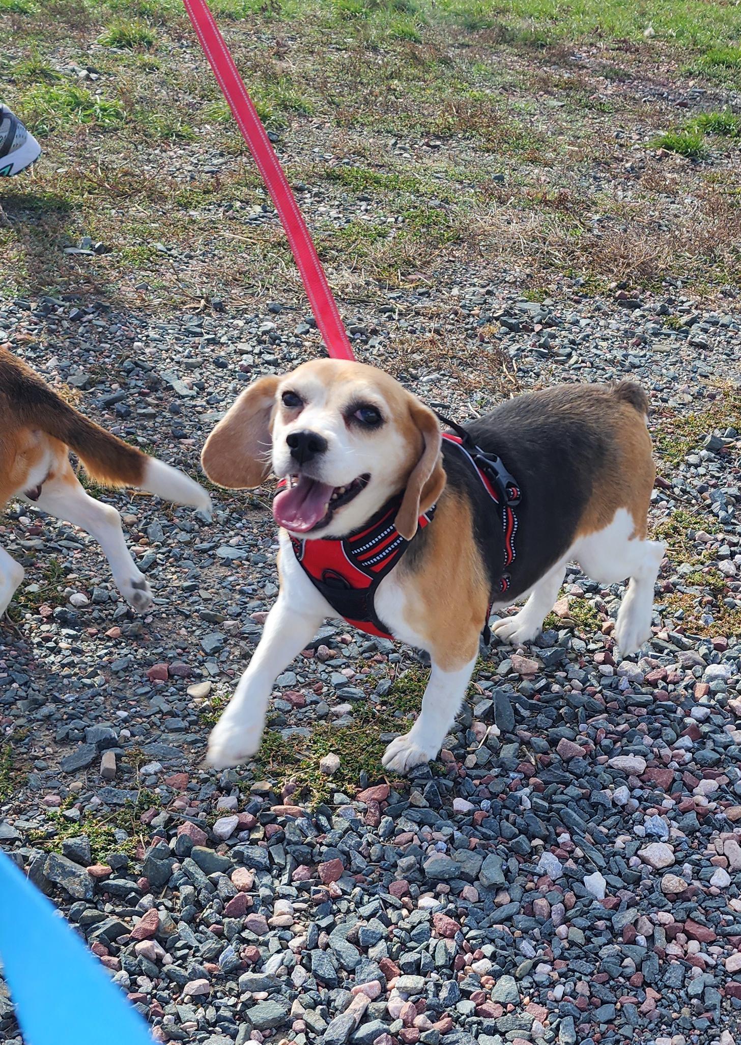 Catalina, an adoptable Beagle in Hartville, WY, 82215 | Photo Image 1