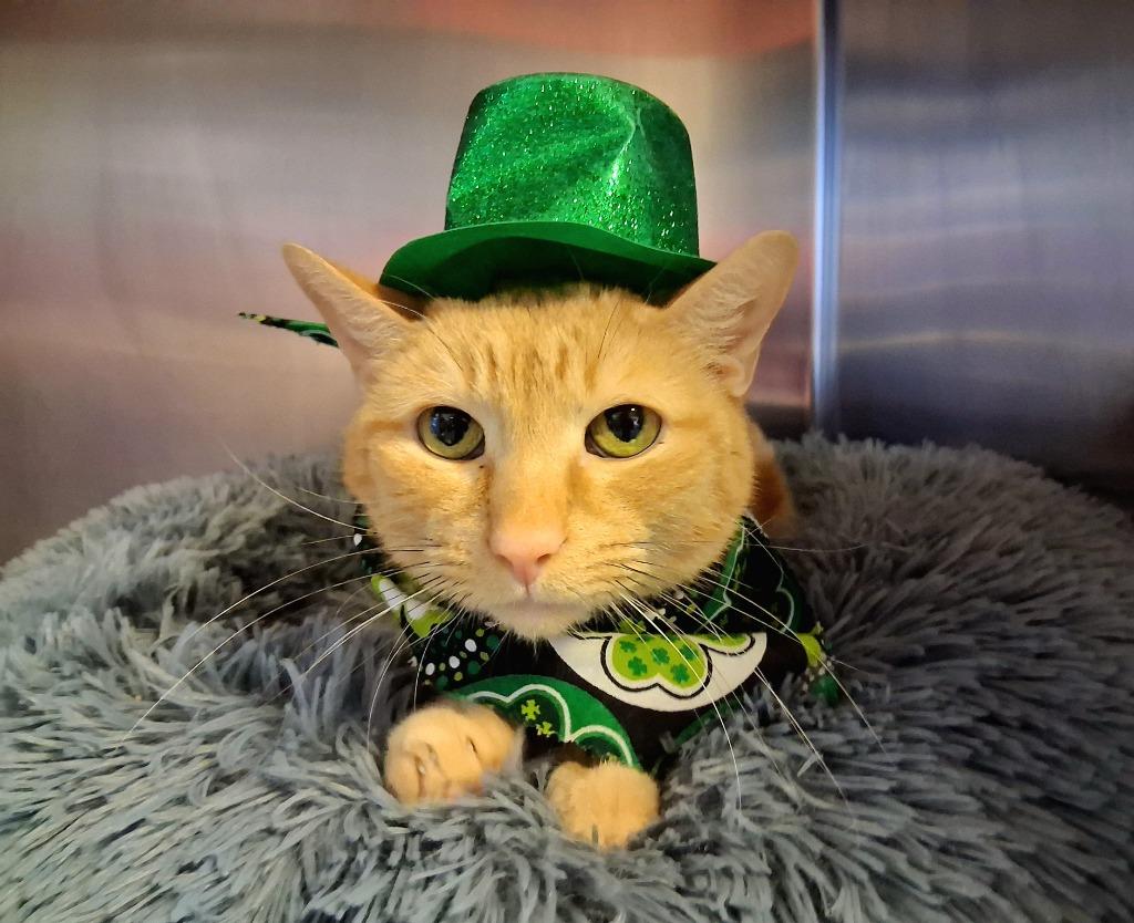 LENARD, Adoptable, Adult Male Domestic Short Hair.