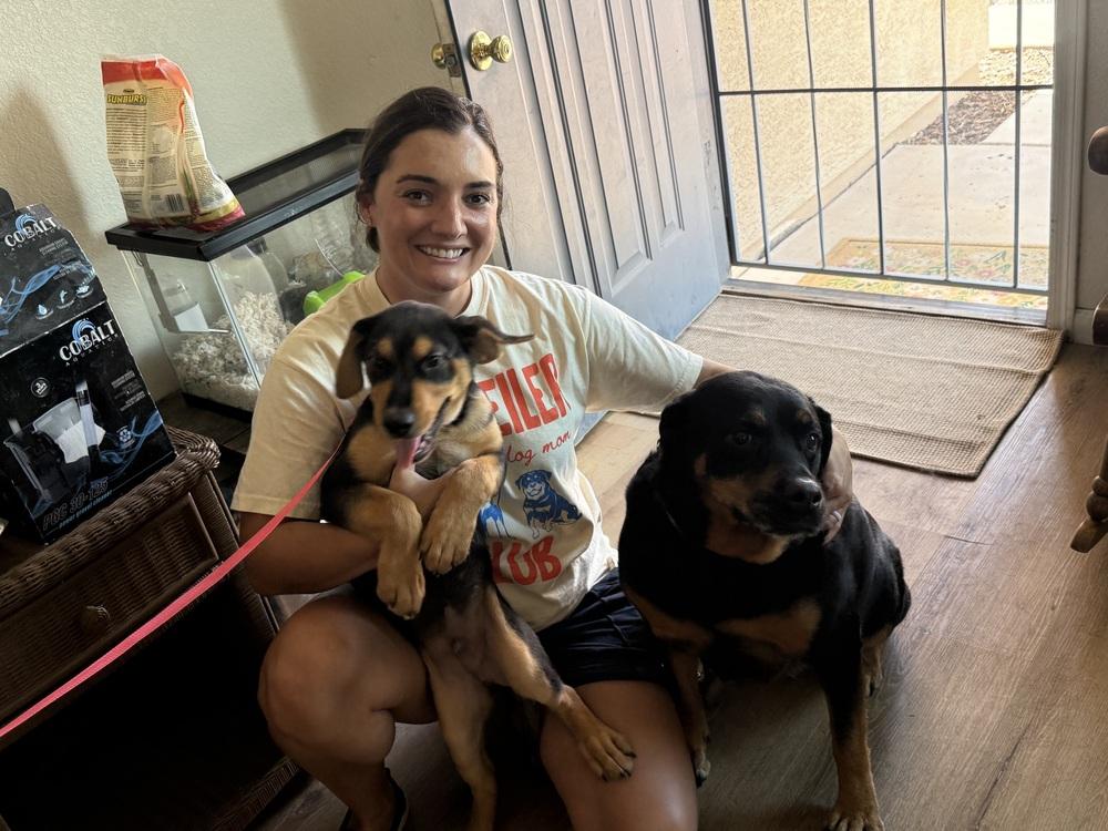 Bobo, Adoptable, Puppy Male Rottweiler.