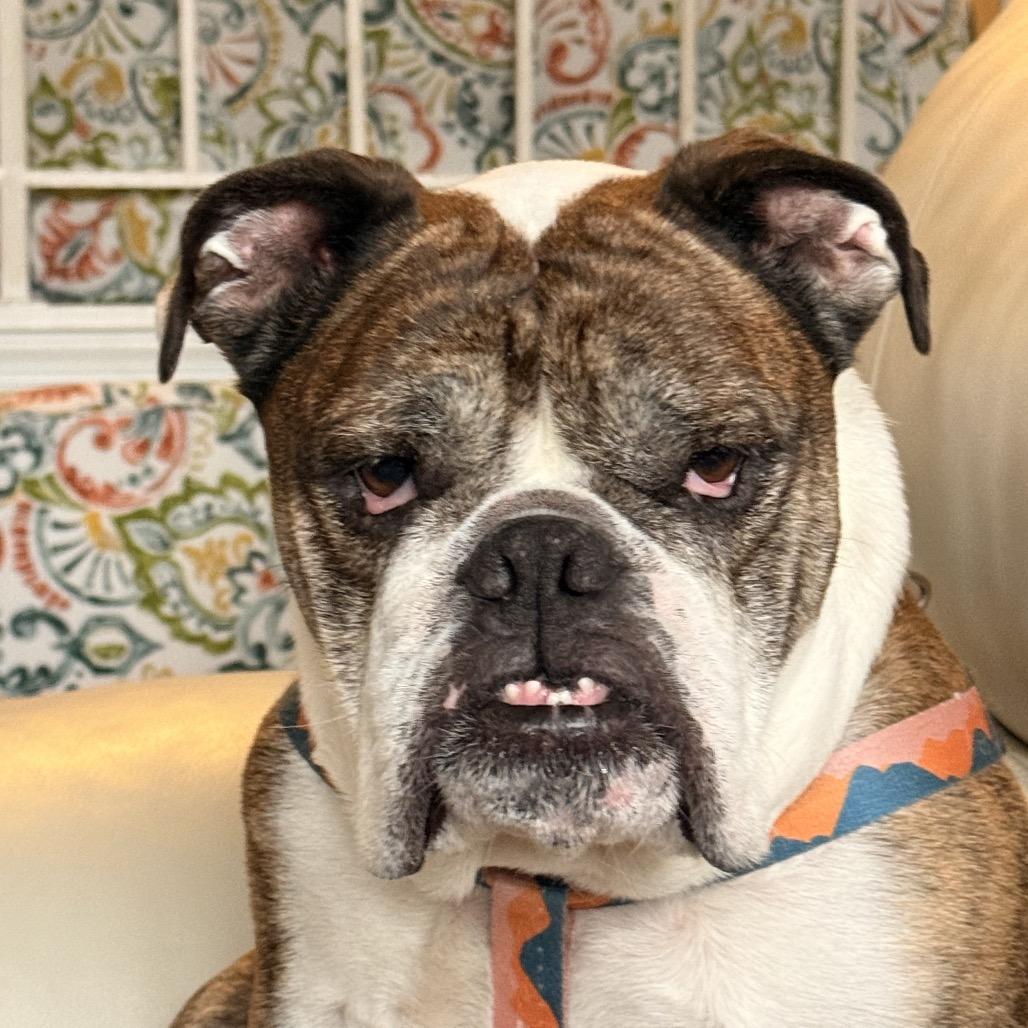 Enlarge Lincoln, a Adoptable English Bulldog in Parkton, MD image 1/6
