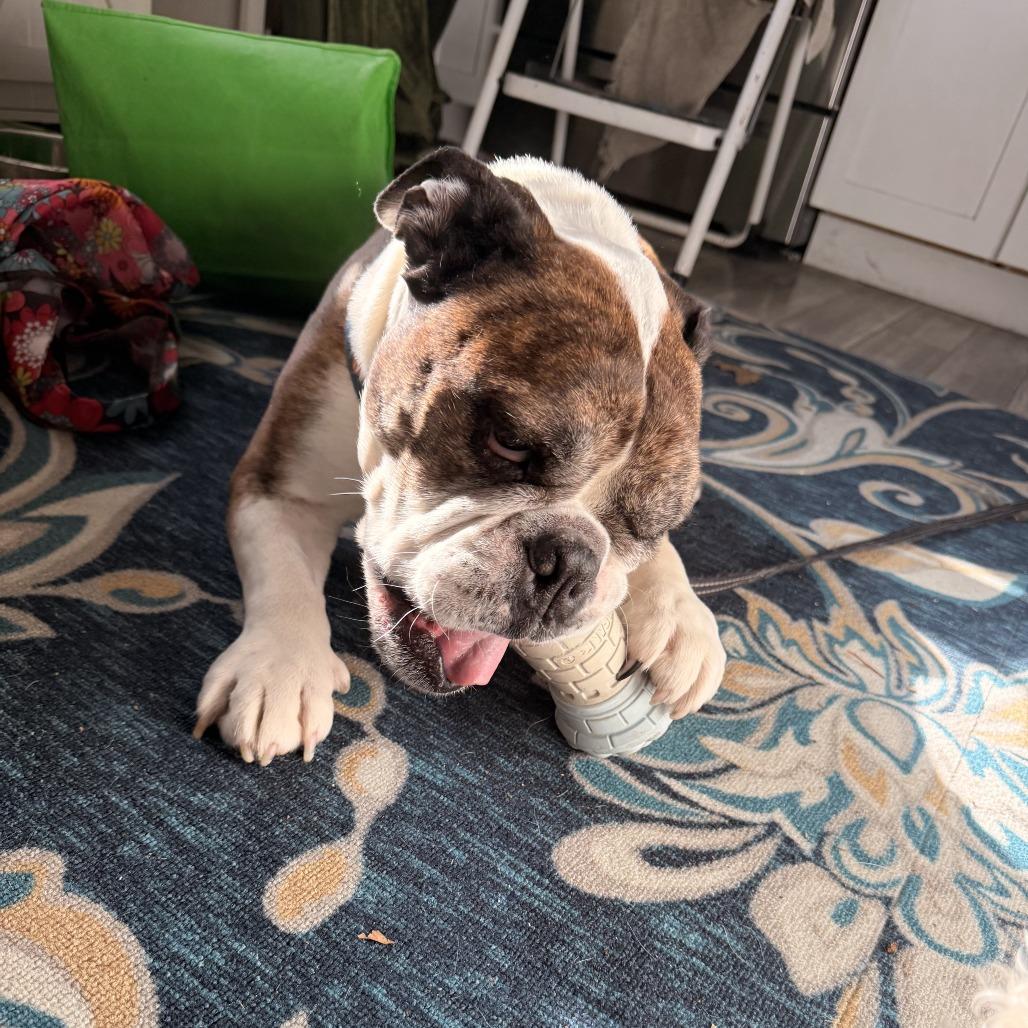 Enlarge Lincoln, a Adoptable English Bulldog in Parkton, MD image 2/6