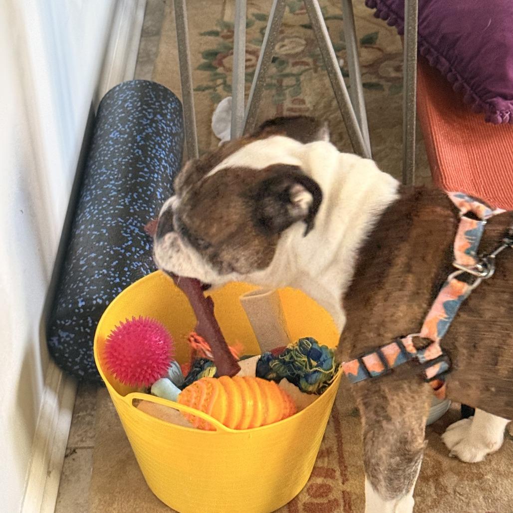 Enlarge Lincoln, a Adoptable English Bulldog in Parkton, MD image 3/6