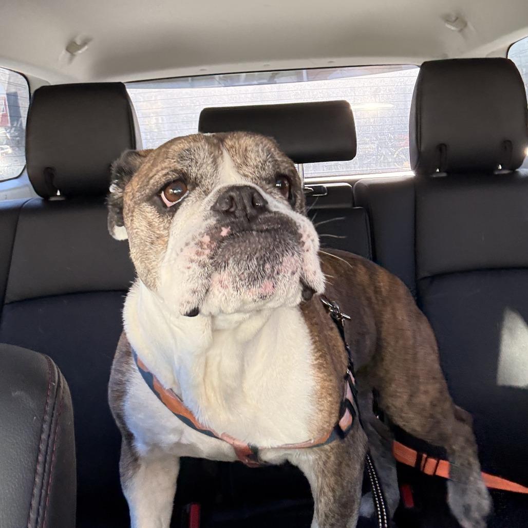 Enlarge Lincoln, a Adoptable English Bulldog in Parkton, MD image 4/6