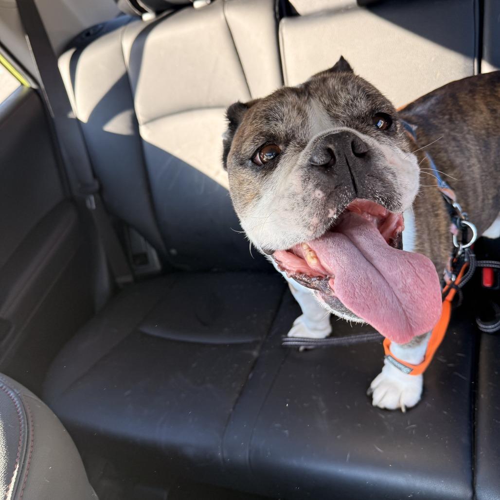 Enlarge Lincoln, a Adoptable English Bulldog in Parkton, MD image 6/6