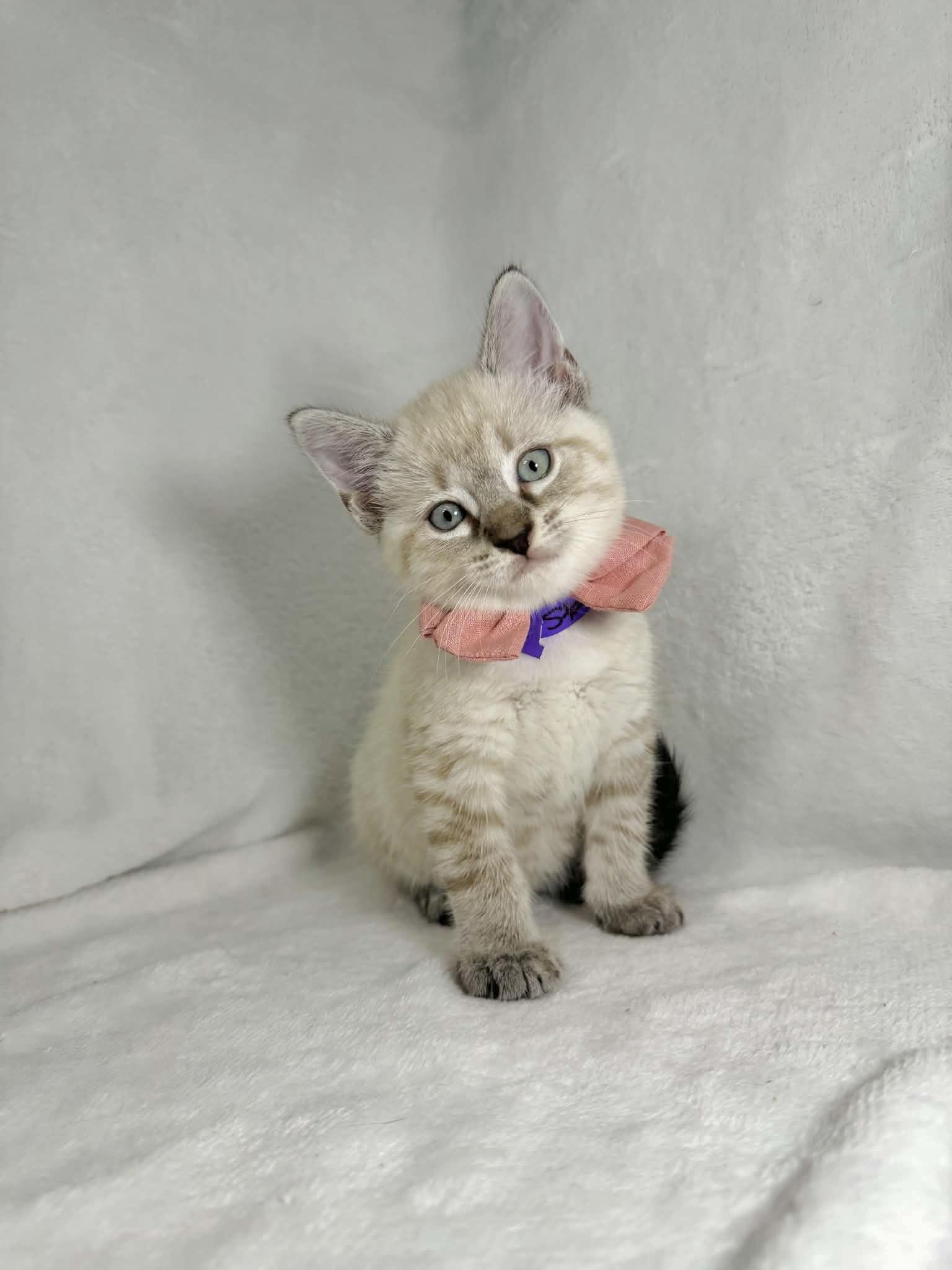Enlarge Stardust, a Adopted mixed breed in Tavares, FL image 3/3