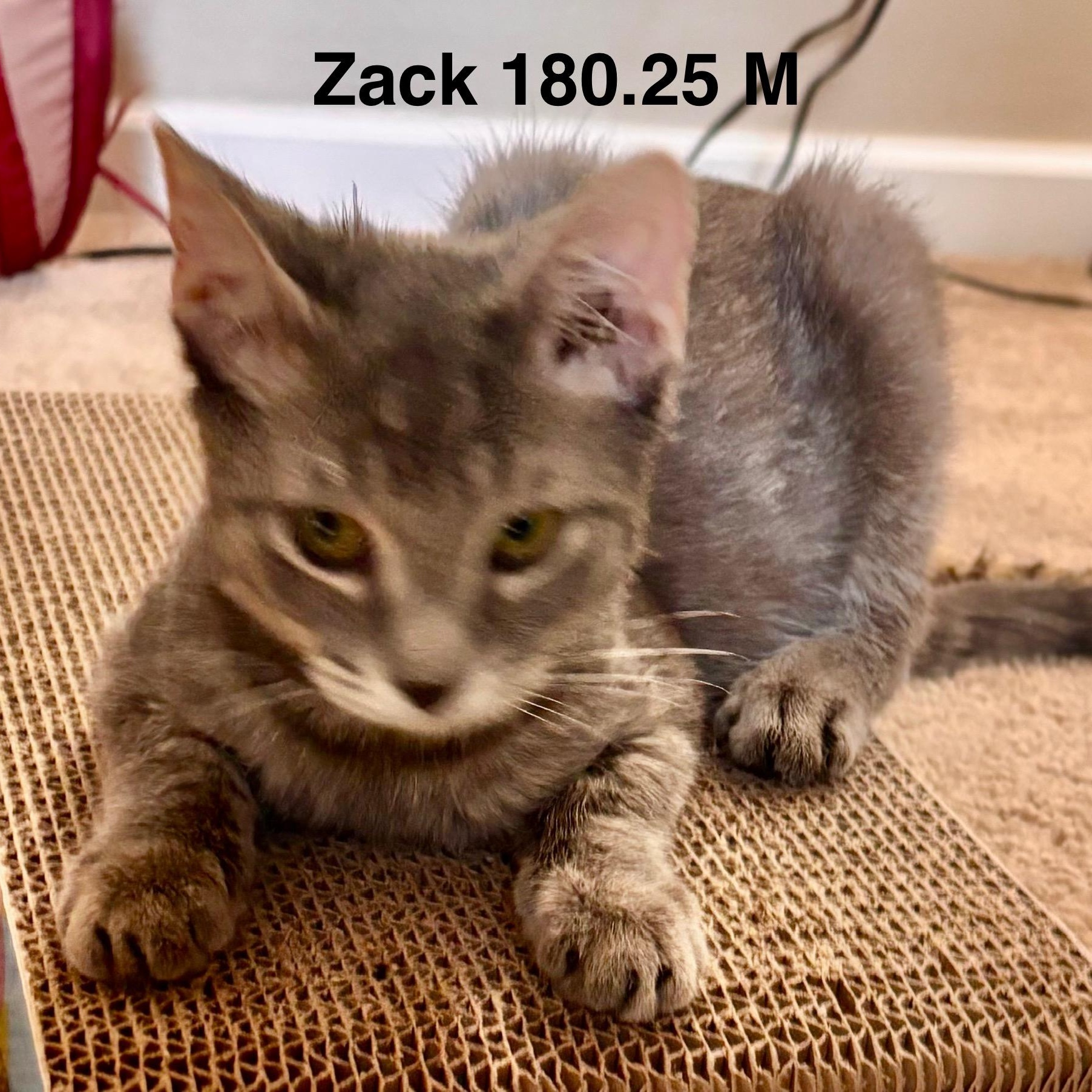 Foster Zack
