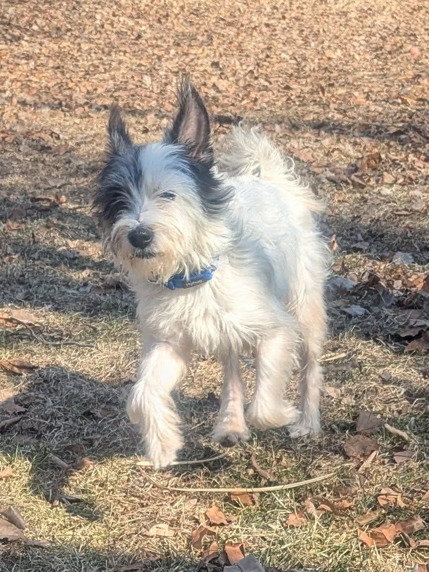 Avery, a ADOPTABLE mixed breed in Yorkville, IL image 5/6