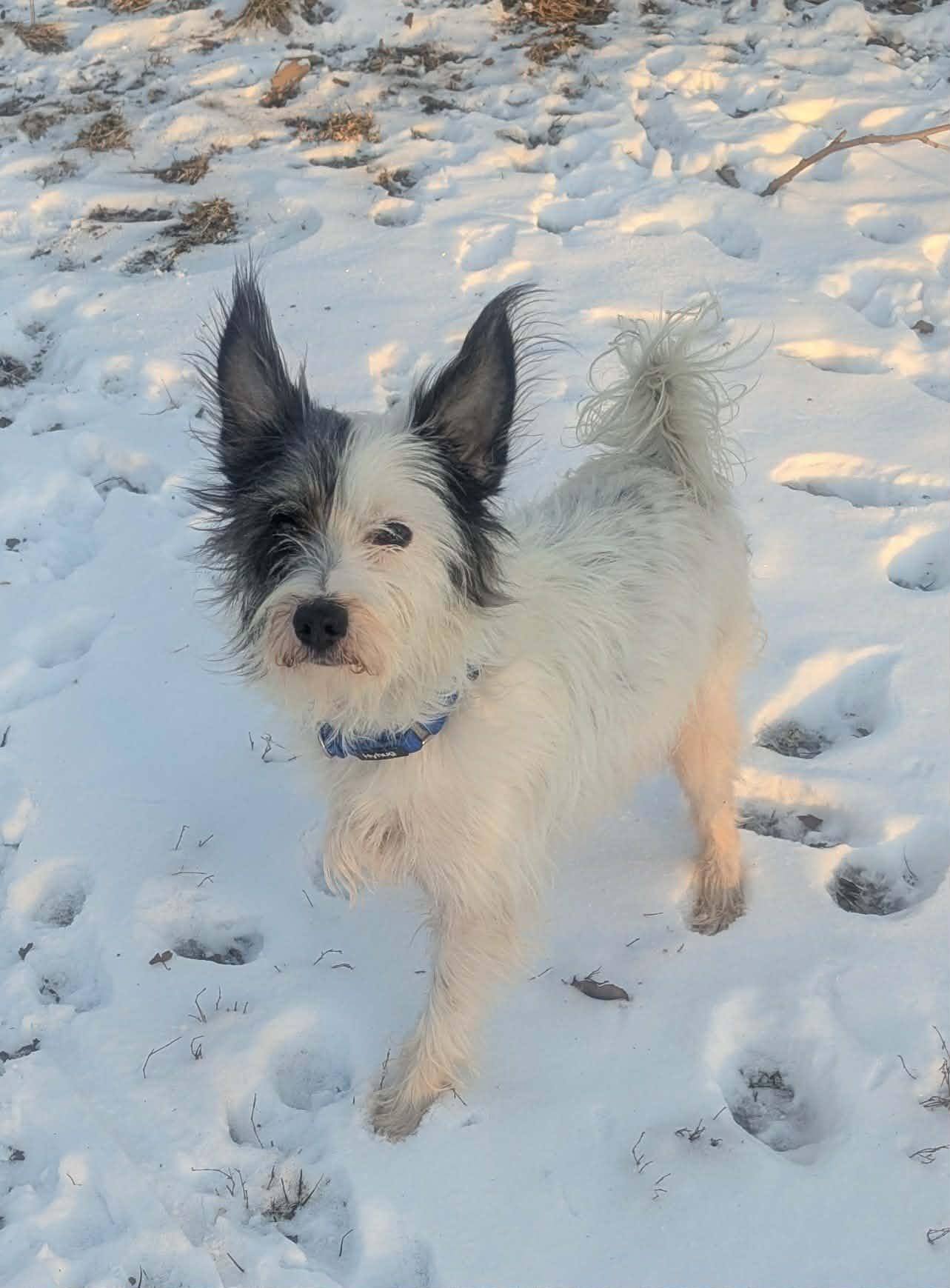 Avery, a ADOPTABLE mixed breed in Yorkville, IL image 6/6