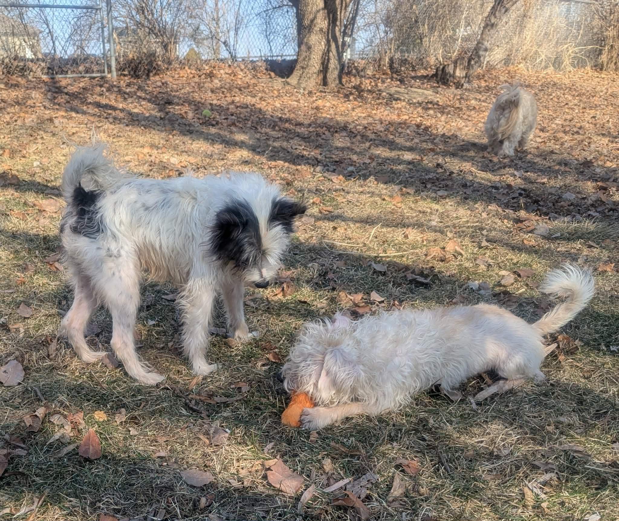 Avery, a ADOPTABLE mixed breed in Yorkville, IL image 2/6