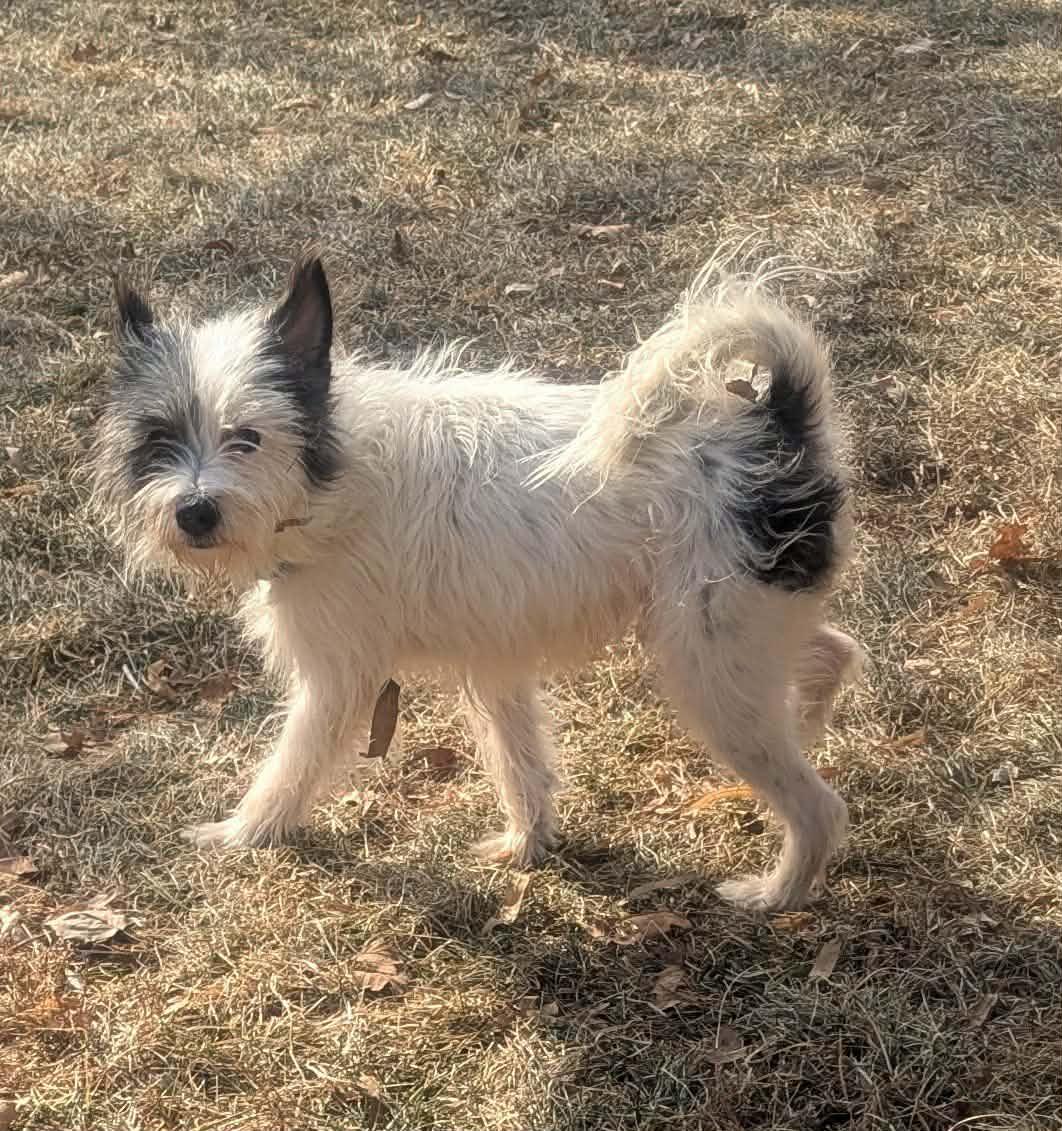 Avery, ADOPTABLE, Adult Male Jack Russell Terrier & Fox Terrier.