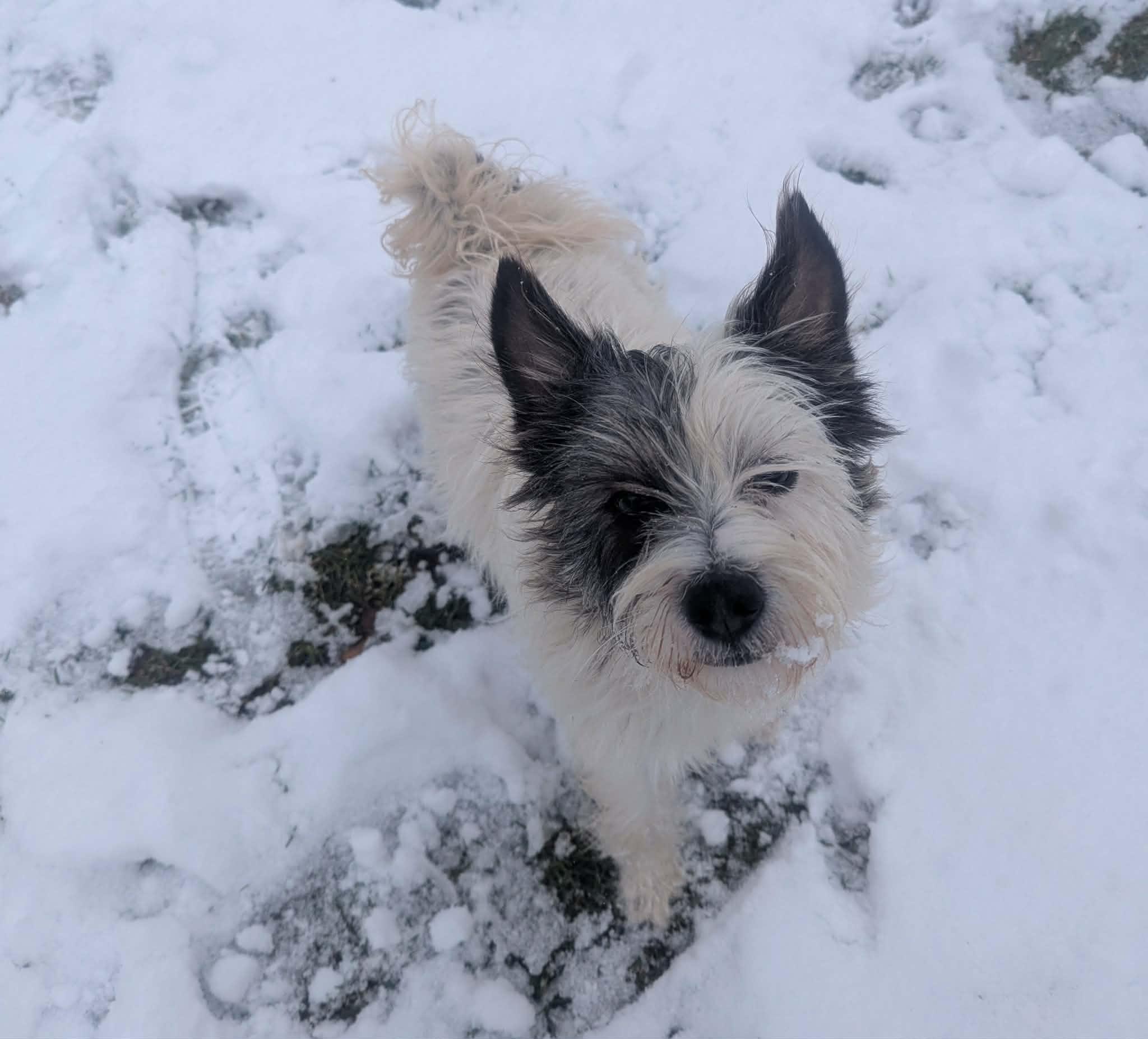 Enlarge Avery, a ADOPTABLE mixed breed in Yorkville, IL image 5/6