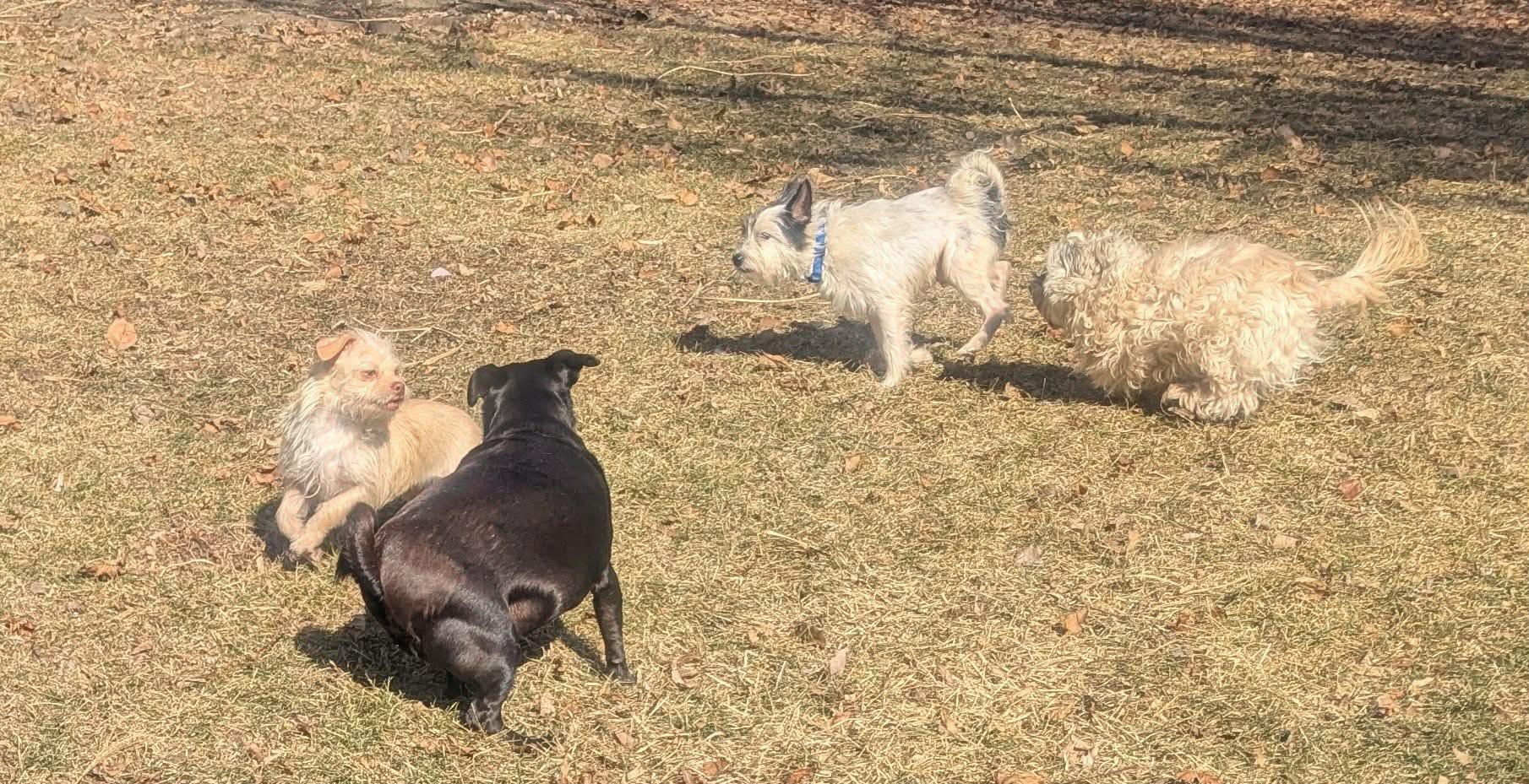 Avery, a ADOPTABLE mixed breed in Yorkville, IL image 4/6