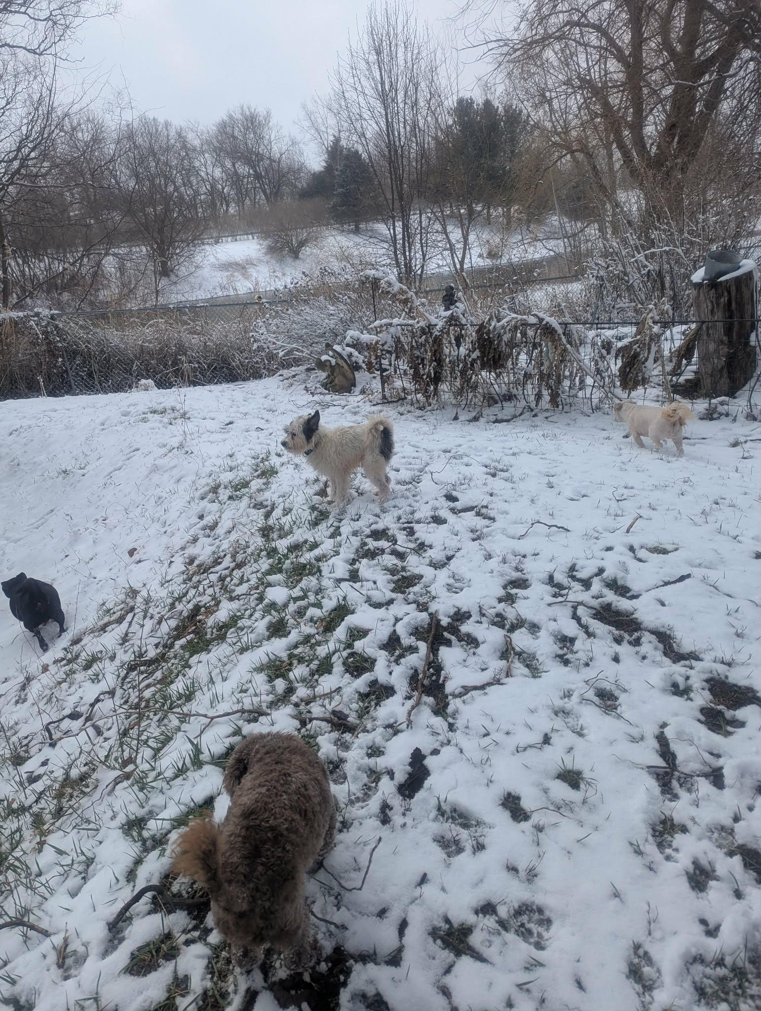 Enlarge Avery, a ADOPTABLE mixed breed in Yorkville, IL image 6/6