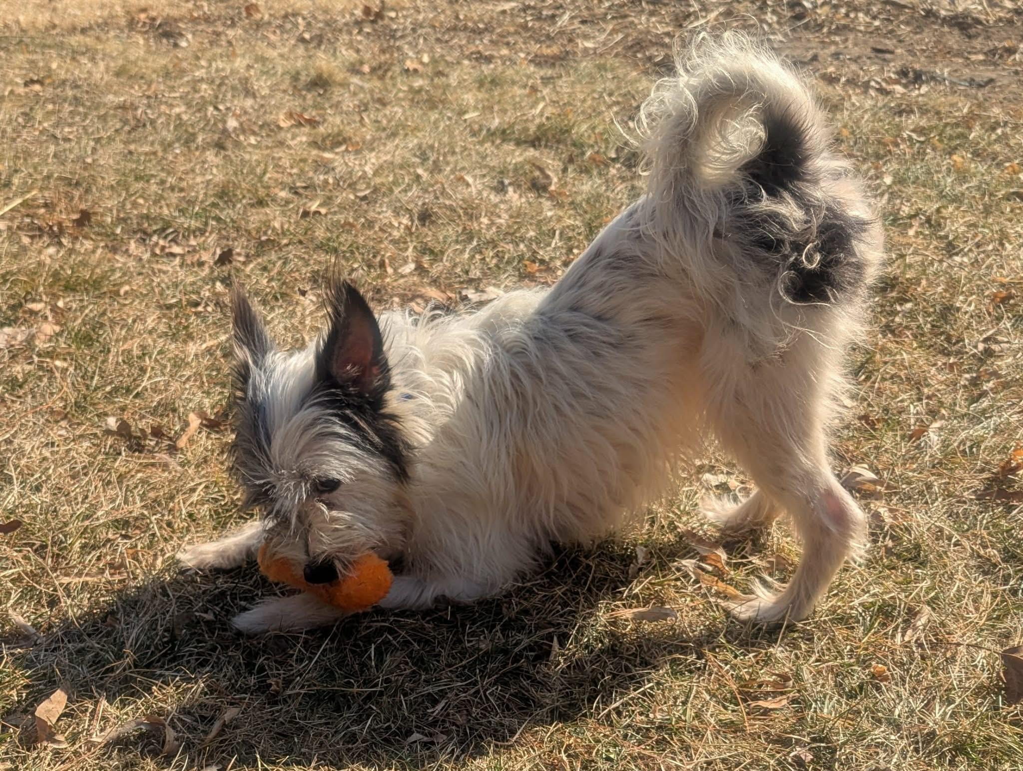 Avery, a ADOPTABLE mixed breed in Yorkville, IL image 3/6