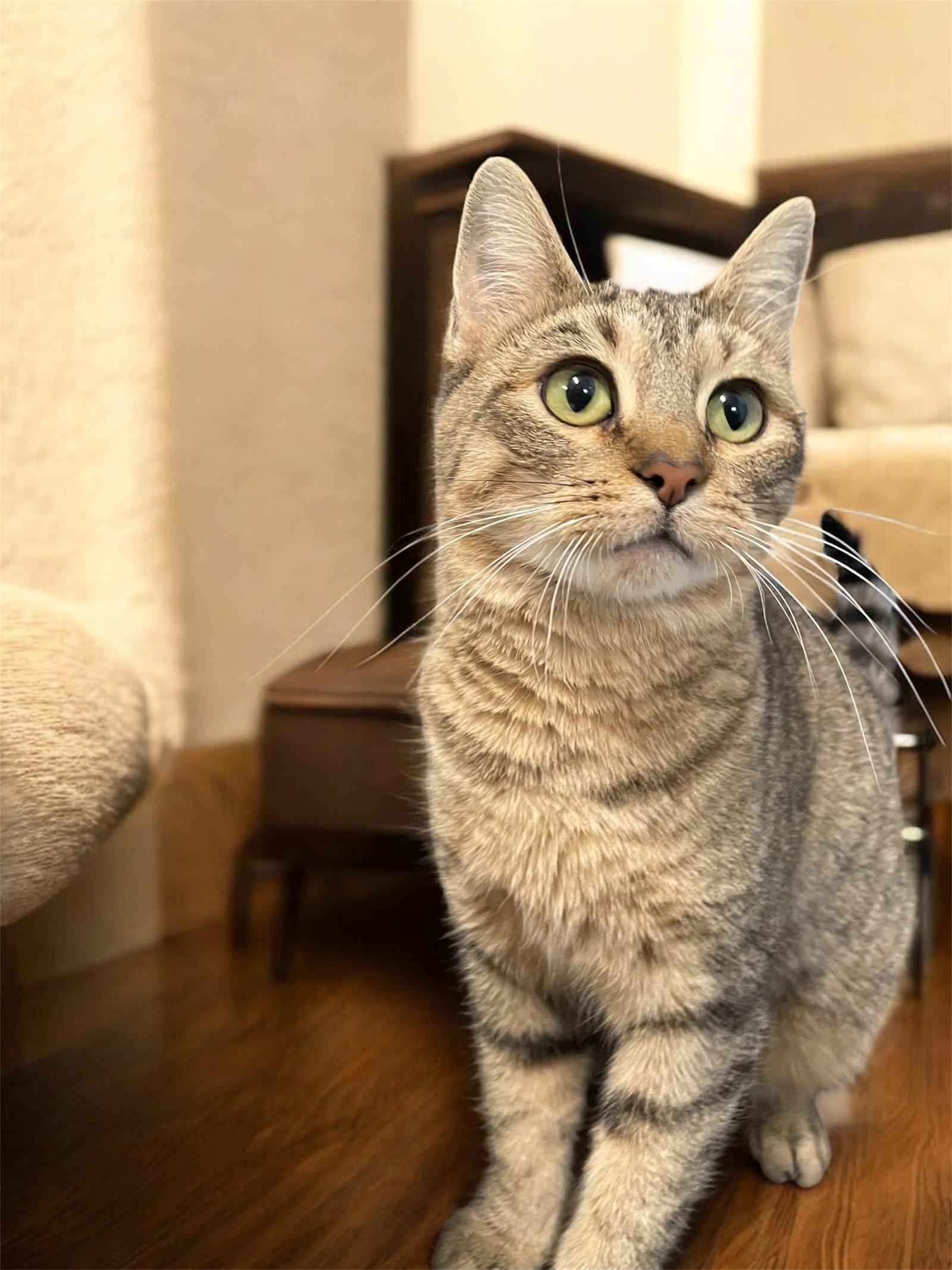 Polly - SP, Adopted, Adult Female Domestic Short Hair.