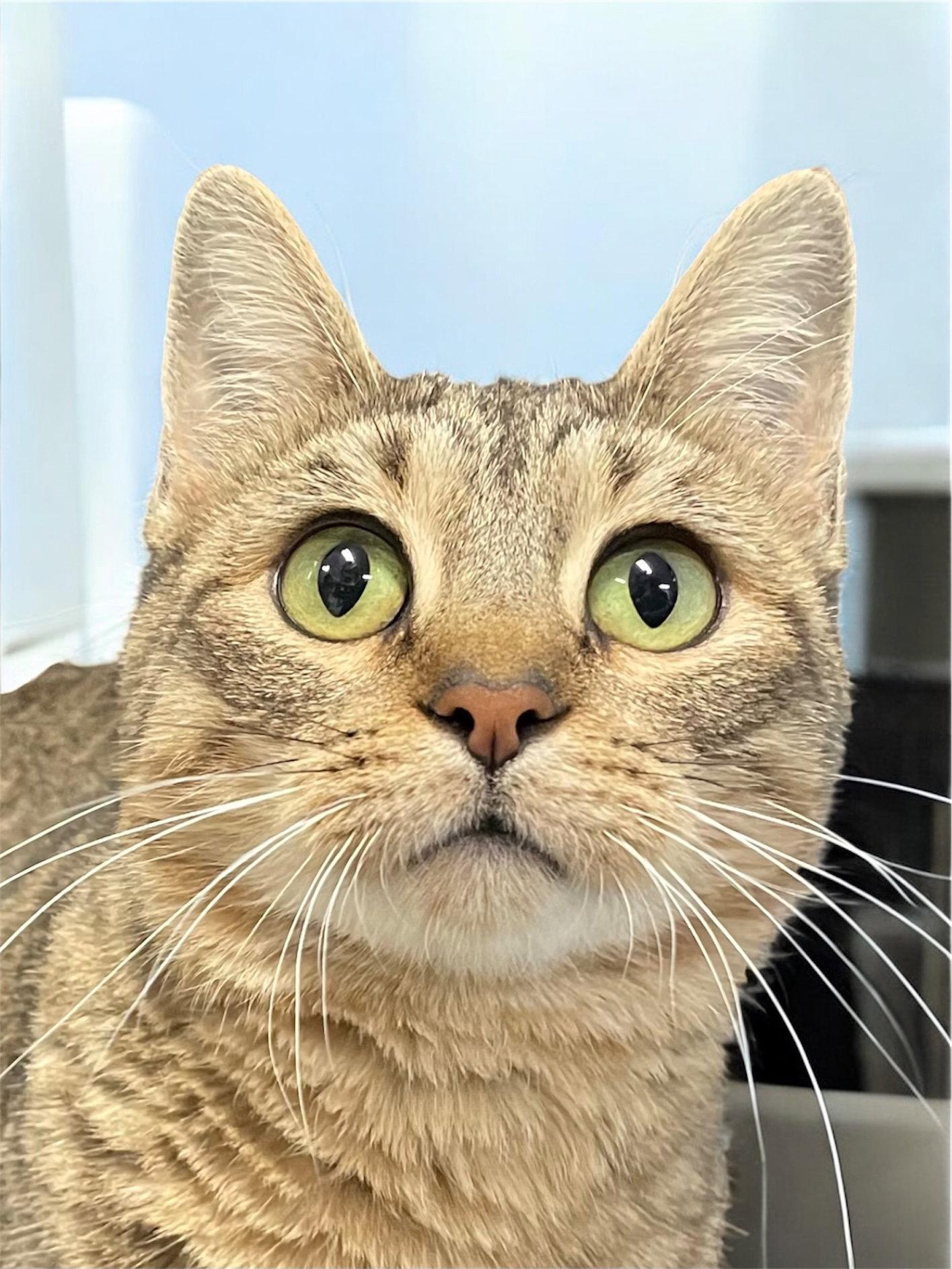Polly - SP, a Adopted Domestic Short Hair in Champaign, IL image 2/2
