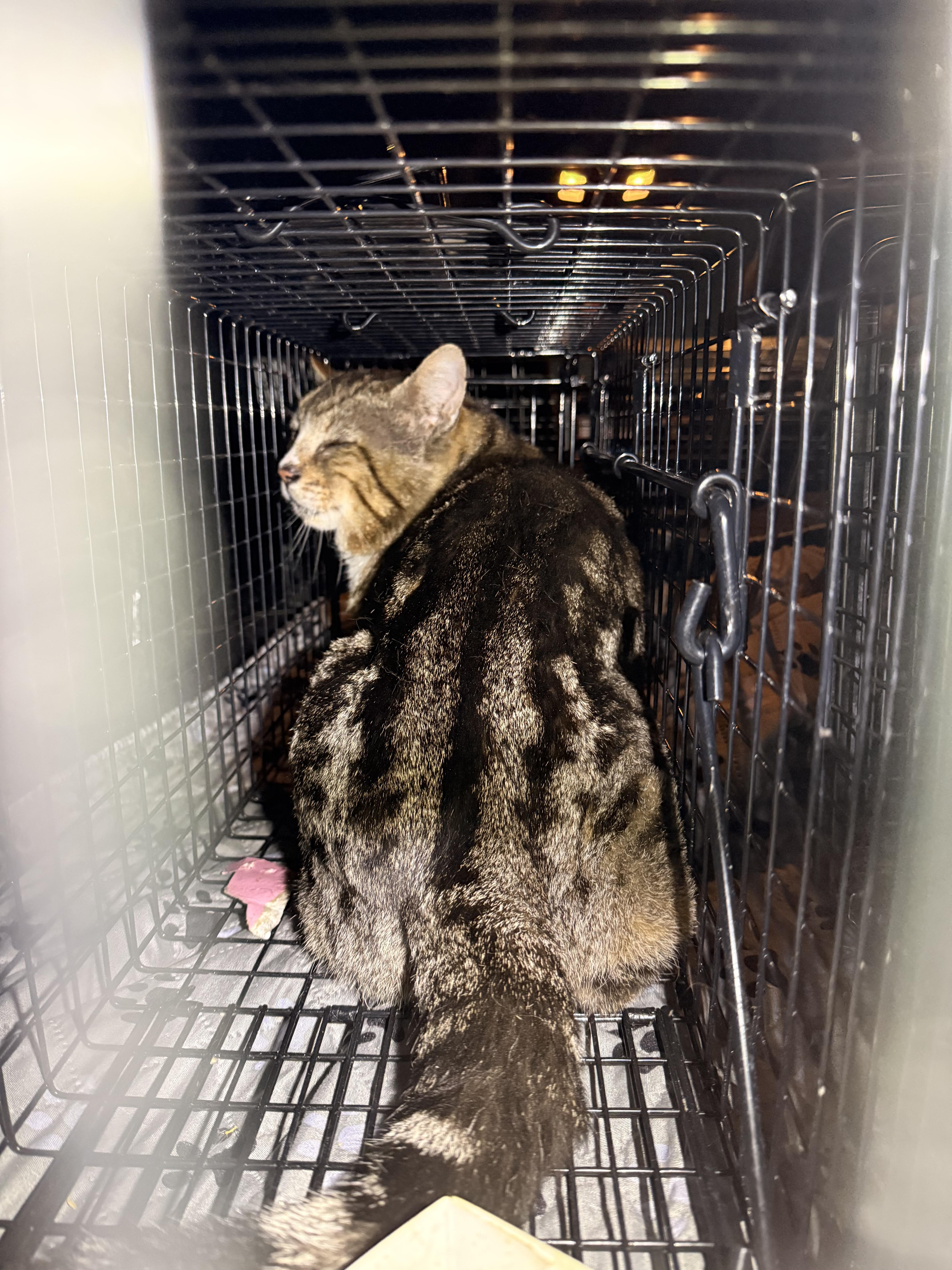 Barn cats, ADOPTABLE, Young Female Domestic Short Hair.
