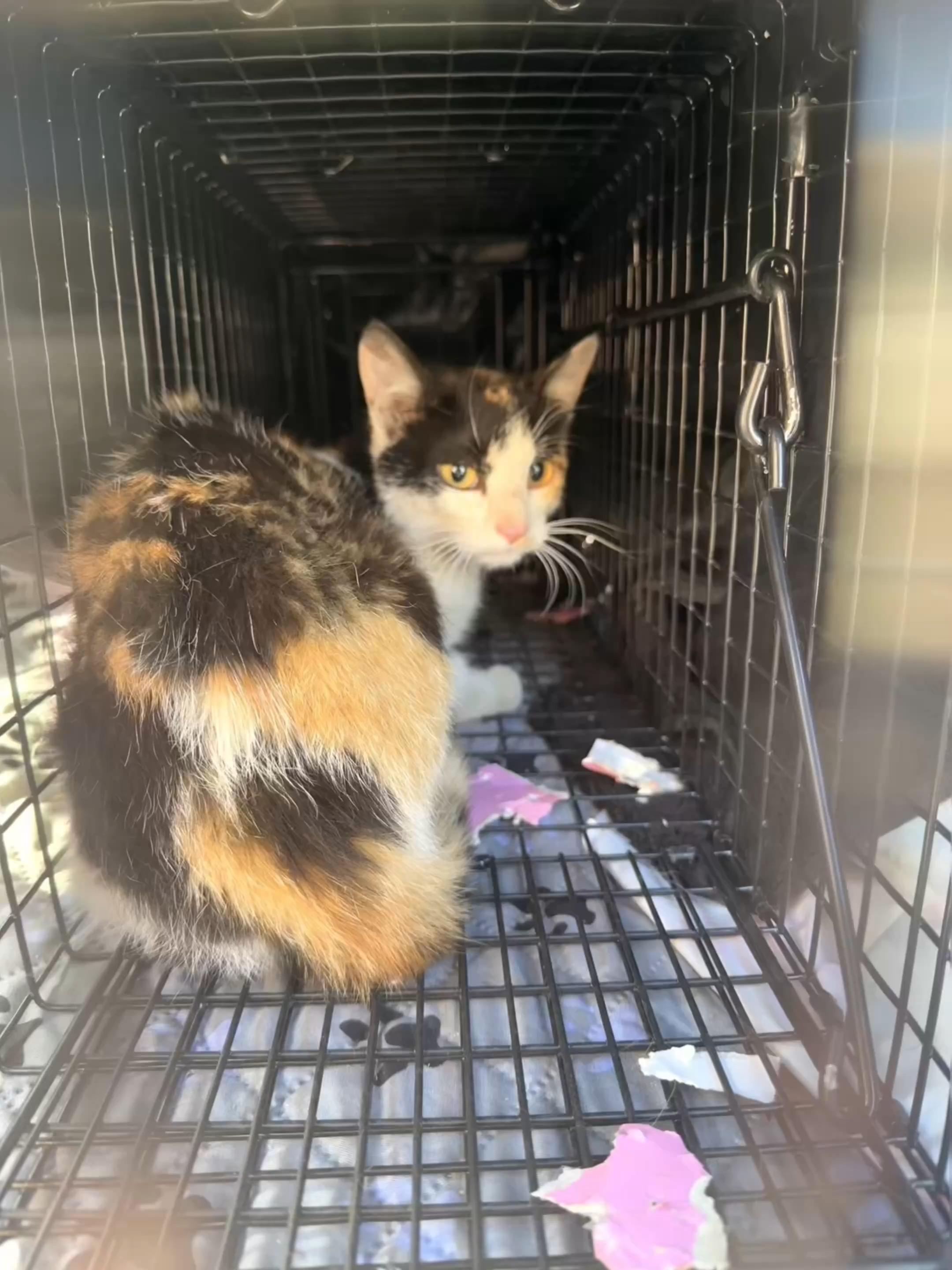 Barn cats, ADOPTABLE, Young Female Domestic Short Hair.