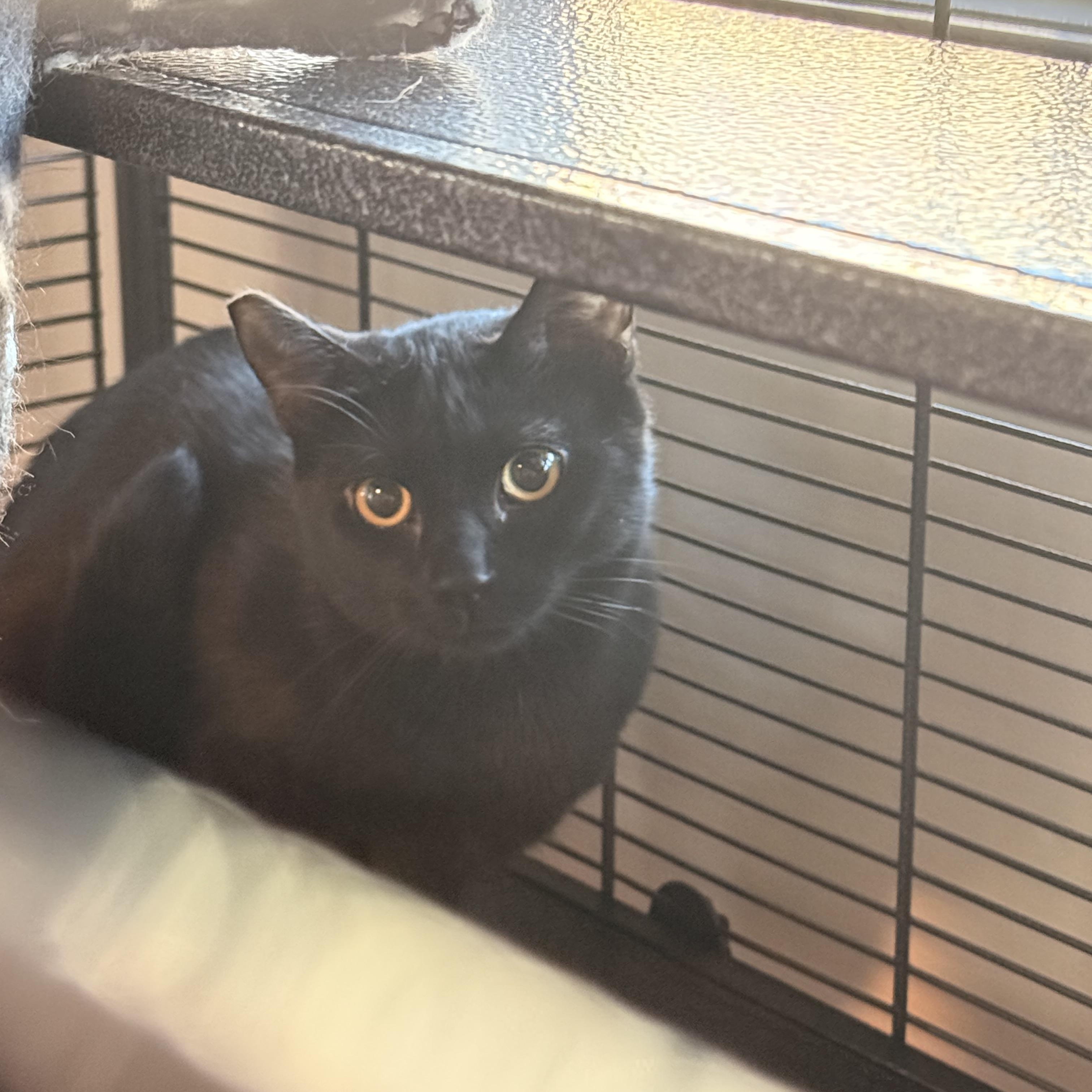 Barn cats, ADOPTABLE, Young Female Domestic Short Hair.