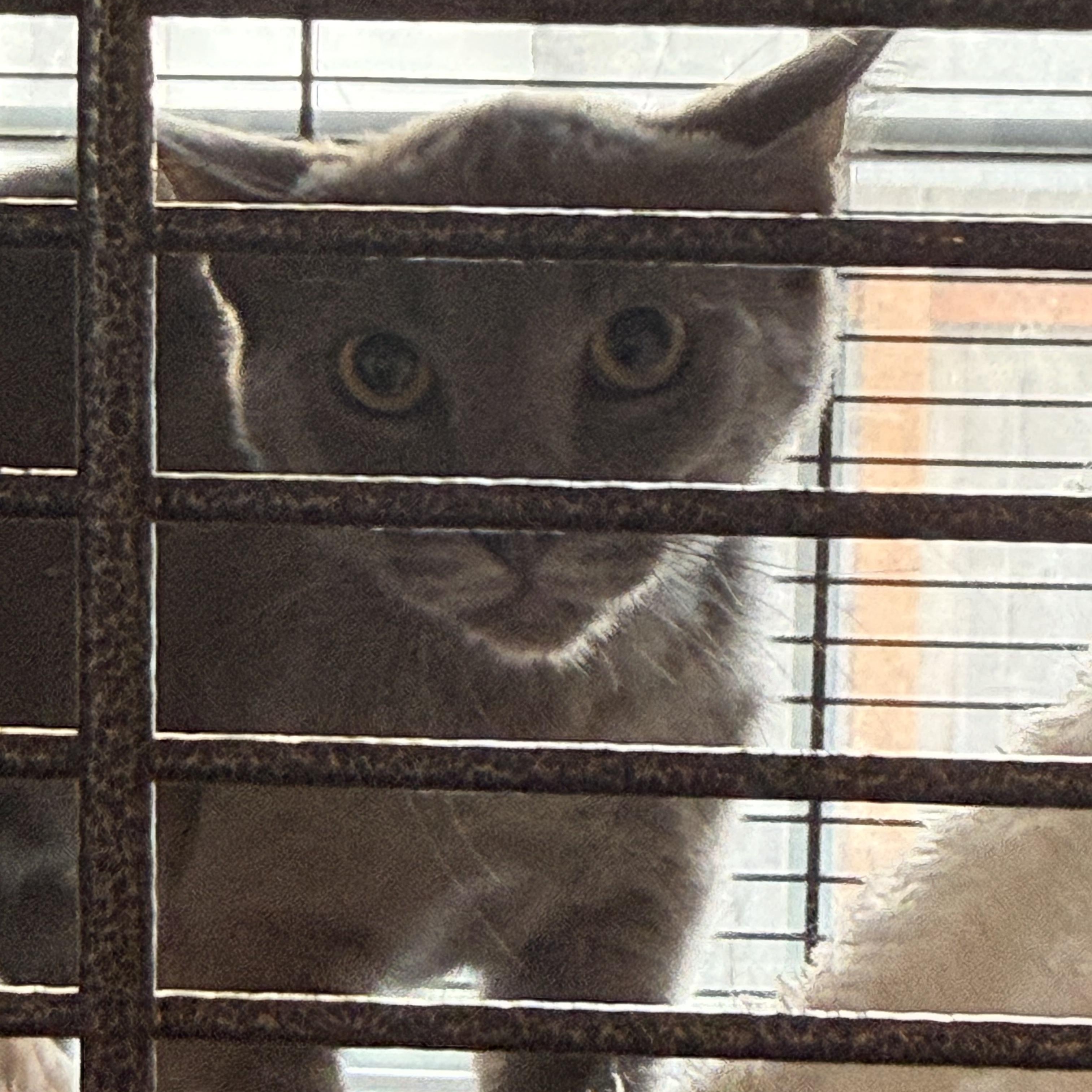 Enlarge Barn cats, a ADOPTABLE Domestic Short Hair in The Dalles, OR image 2/2
