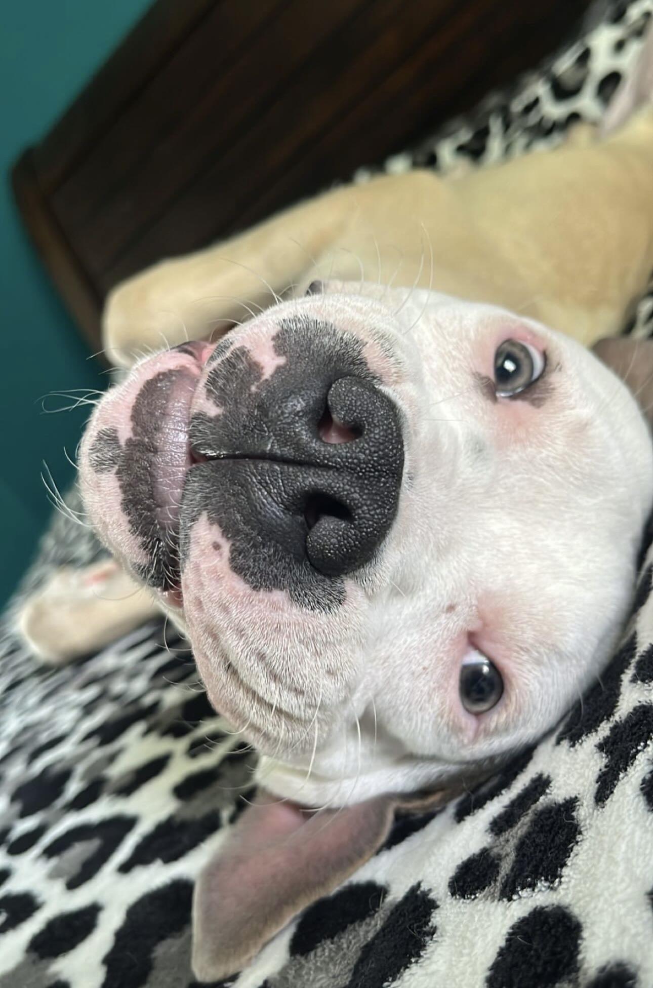 Enlarge Garth, a Adoptable mixed breed in Whittier, CA image 1/4