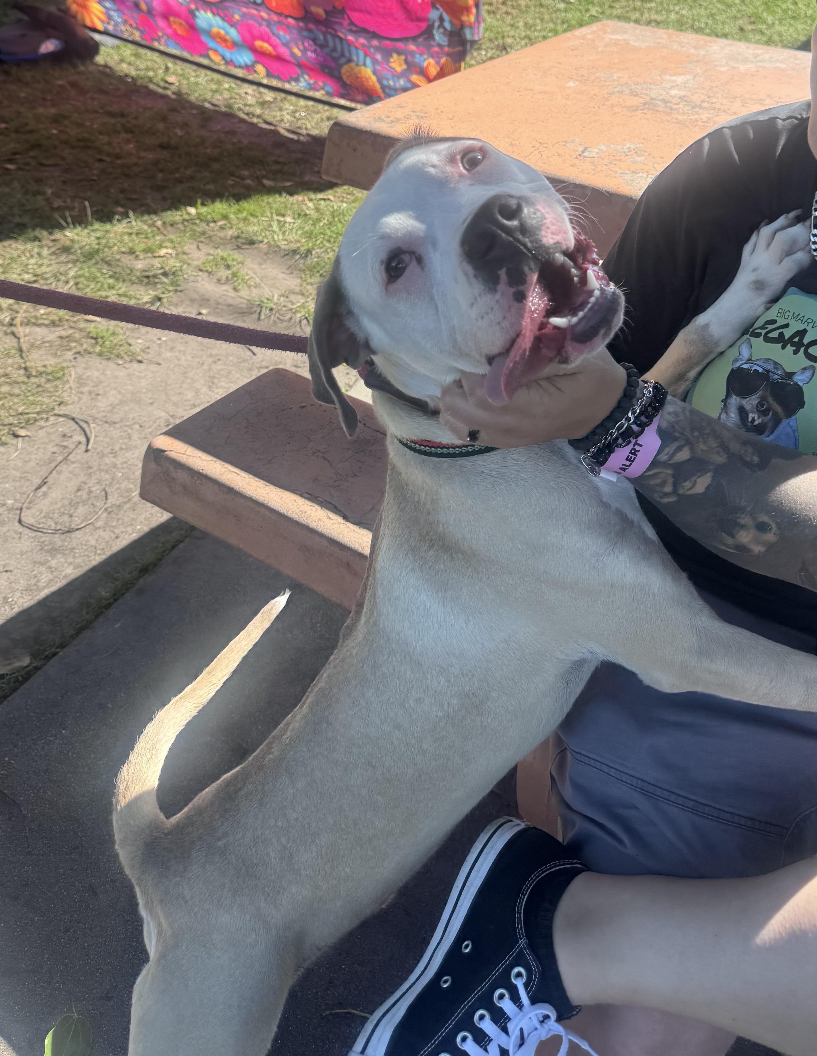 Enlarge Garth, a Adoptable mixed breed in Whittier, CA image 2/4