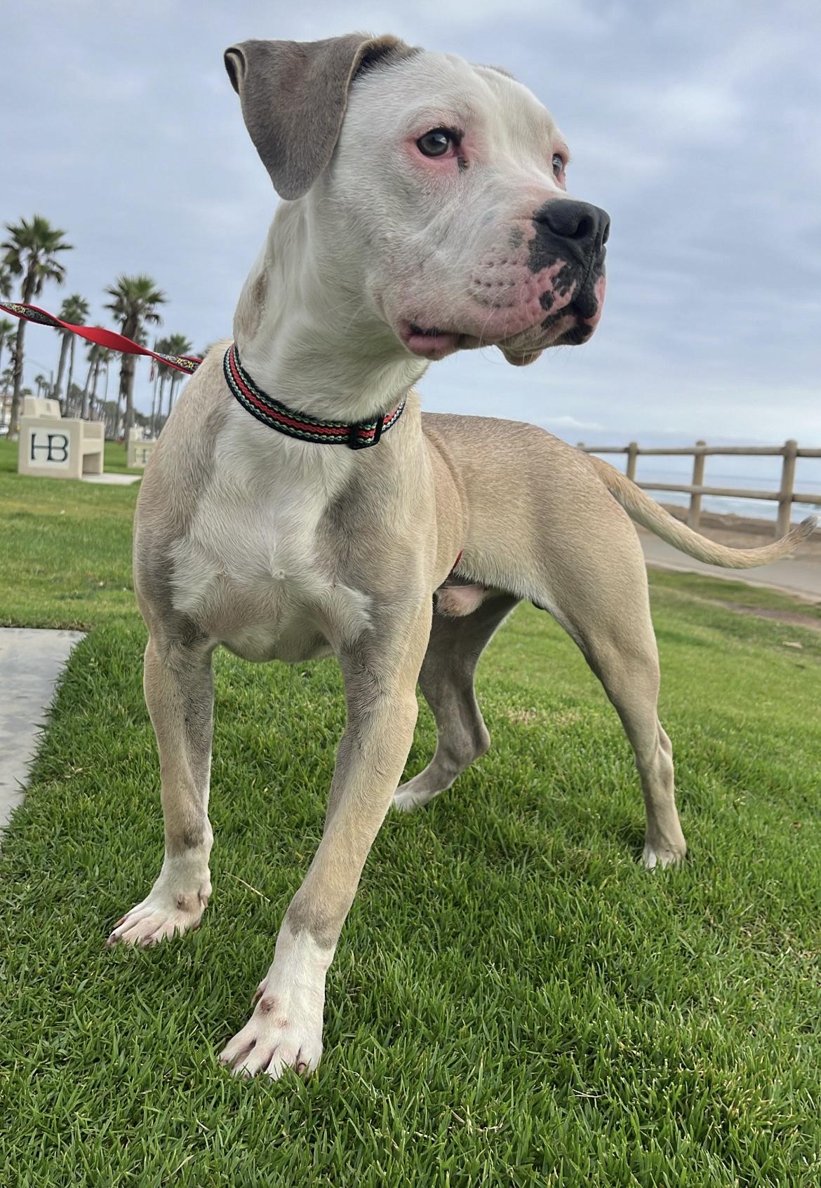 Enlarge Garth, a Adoptable mixed breed in Whittier, CA image 4/4