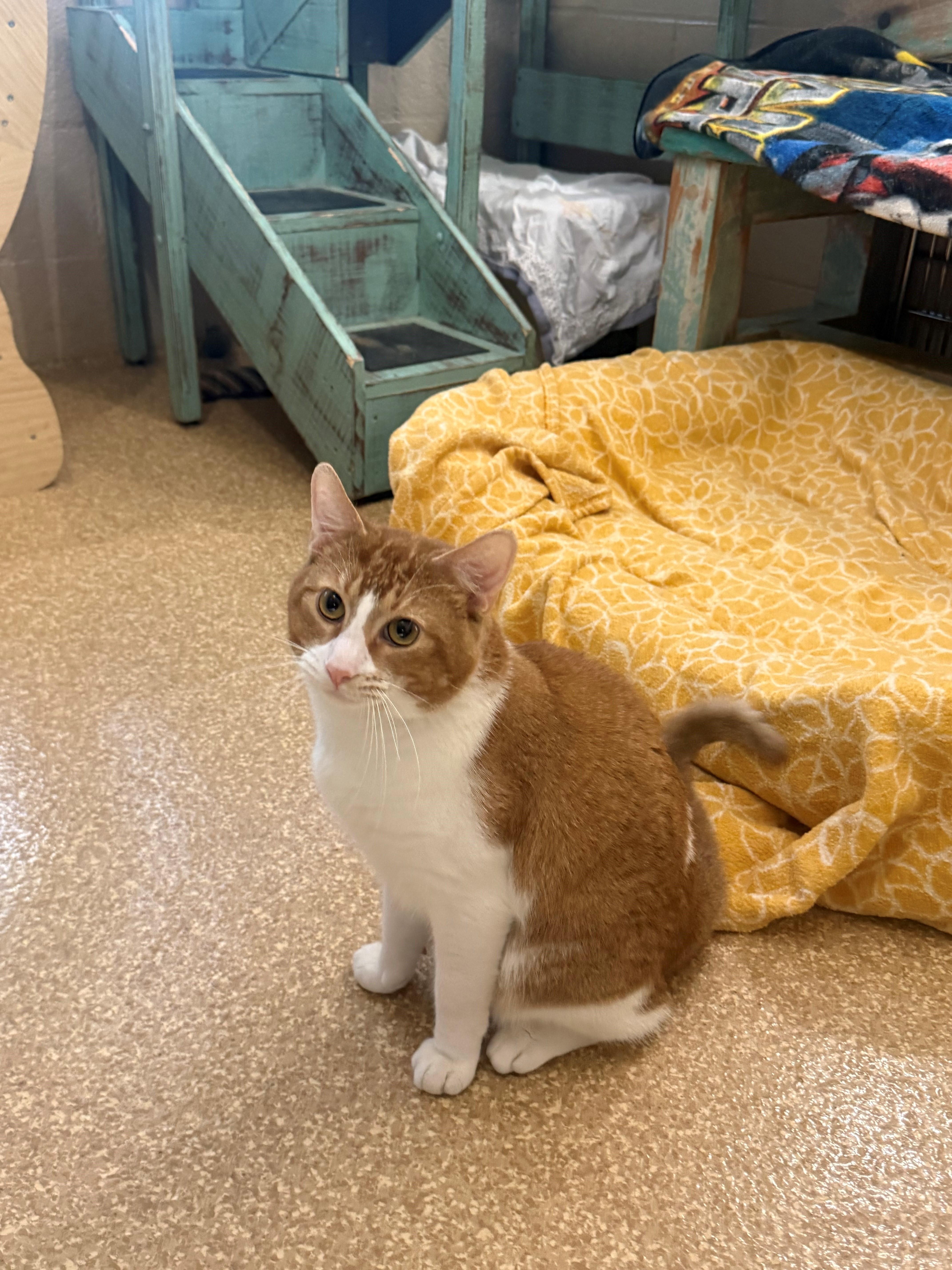 Enlarge Louie, a ADOPTABLE Domestic Short Hair in Laguna Beach, CA image 1/2