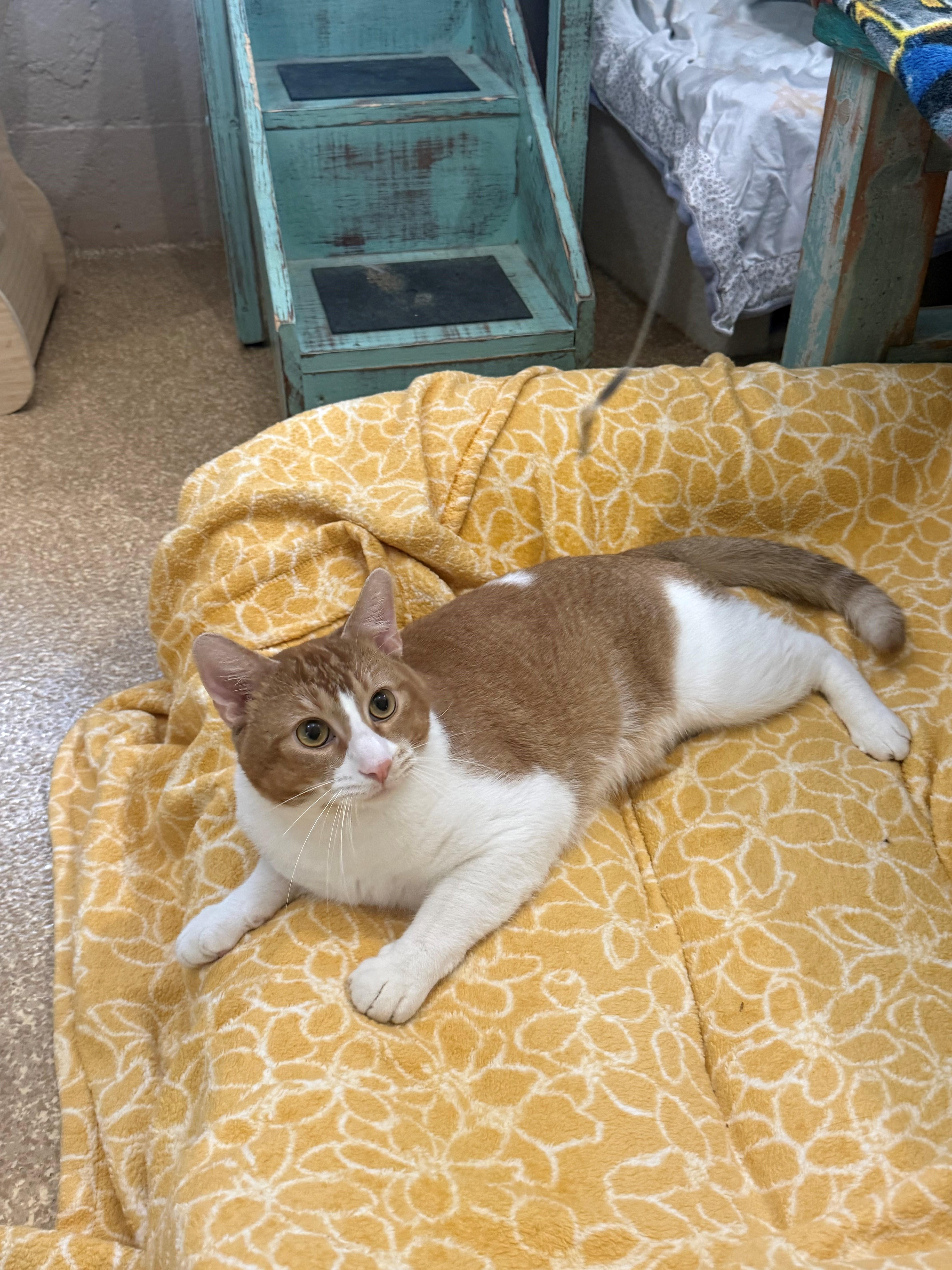 Enlarge Louie, a ADOPTABLE Domestic Short Hair in Laguna Beach, CA image 2/2